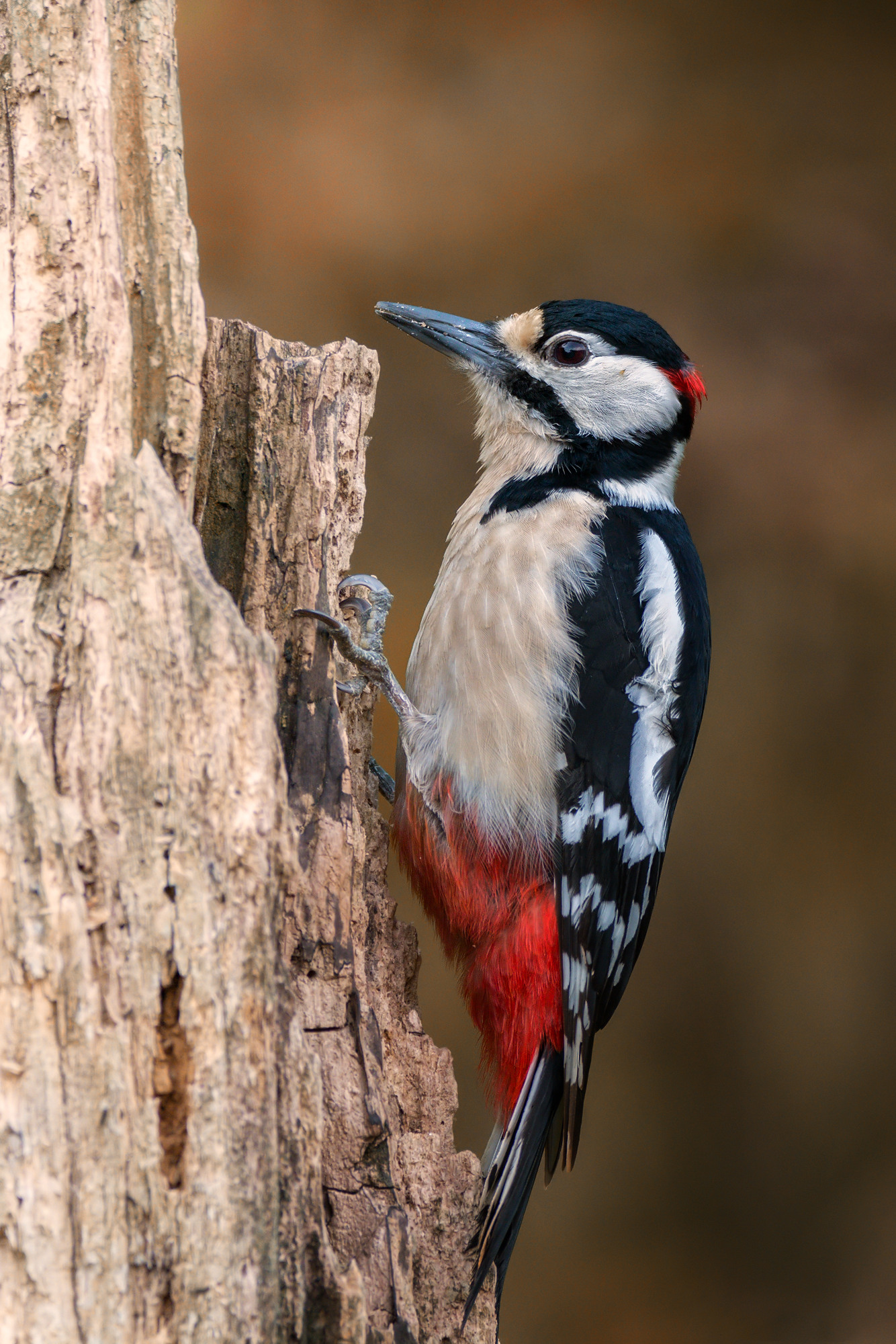 Greater red woodpecker