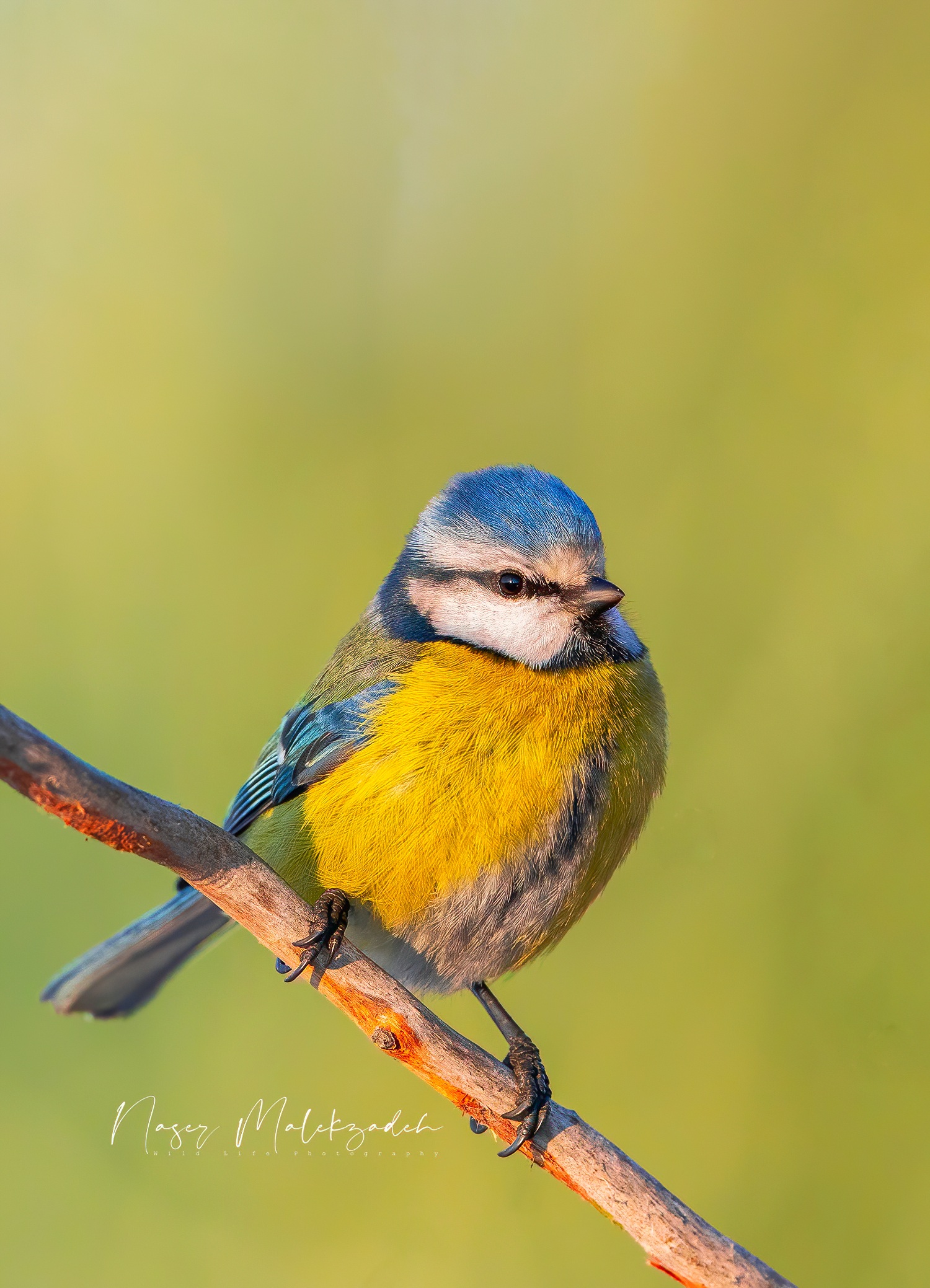 Sony a6400&sony200-600FE G oss f/8  1/1600s  600mm