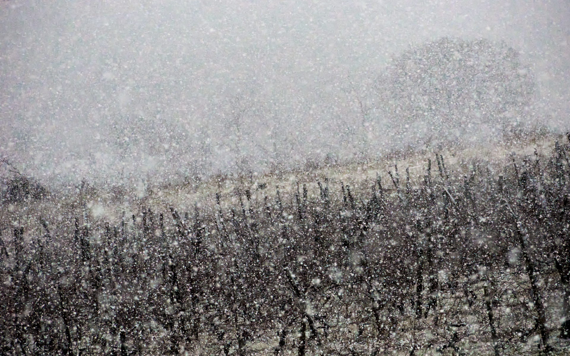 Neve fitta sul vigneto