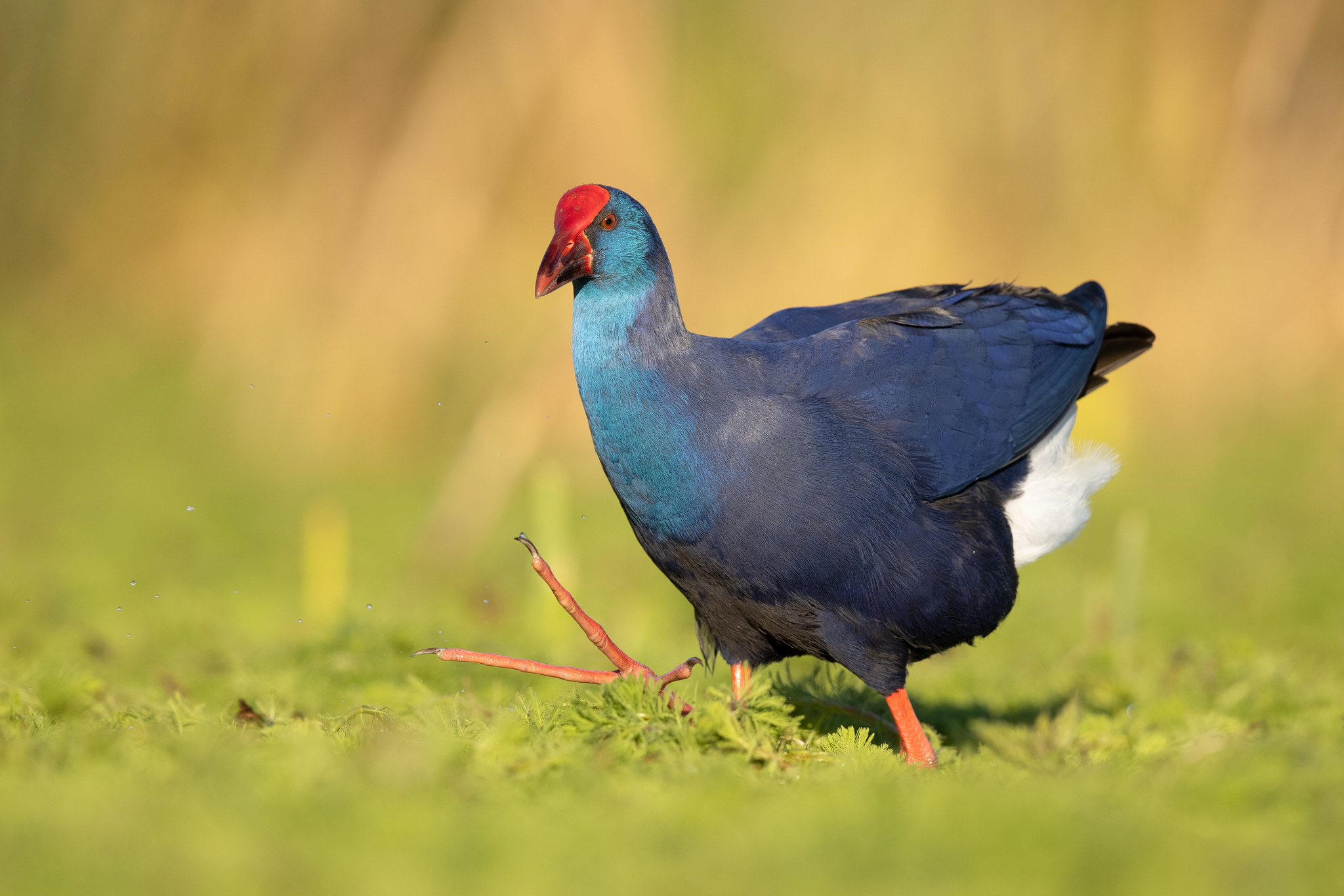 Purple swamphen - Porphyrio porphyrio