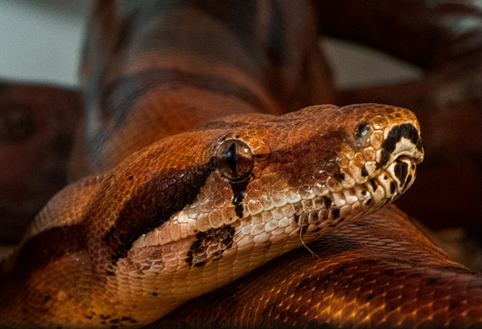 Boa Constrictor Imperator