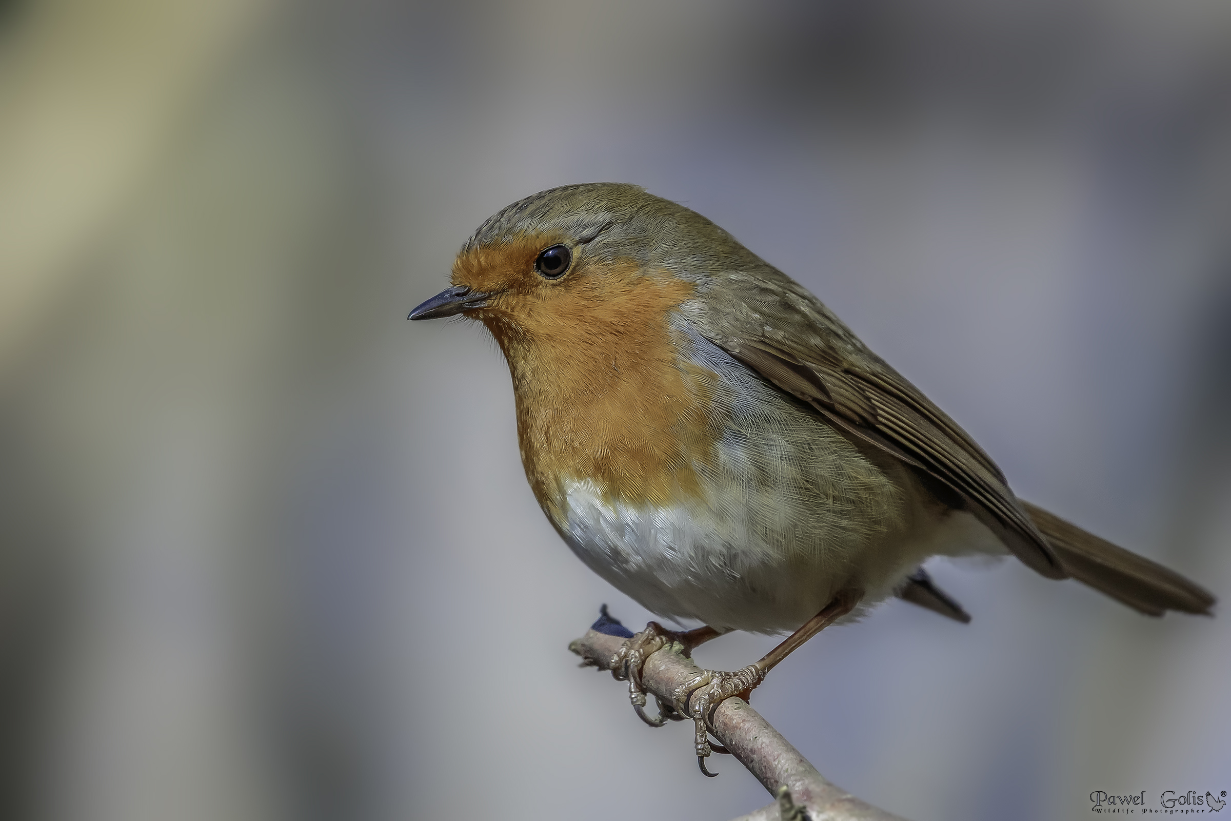 Pettirosso europeo (Erithacus rubecula)