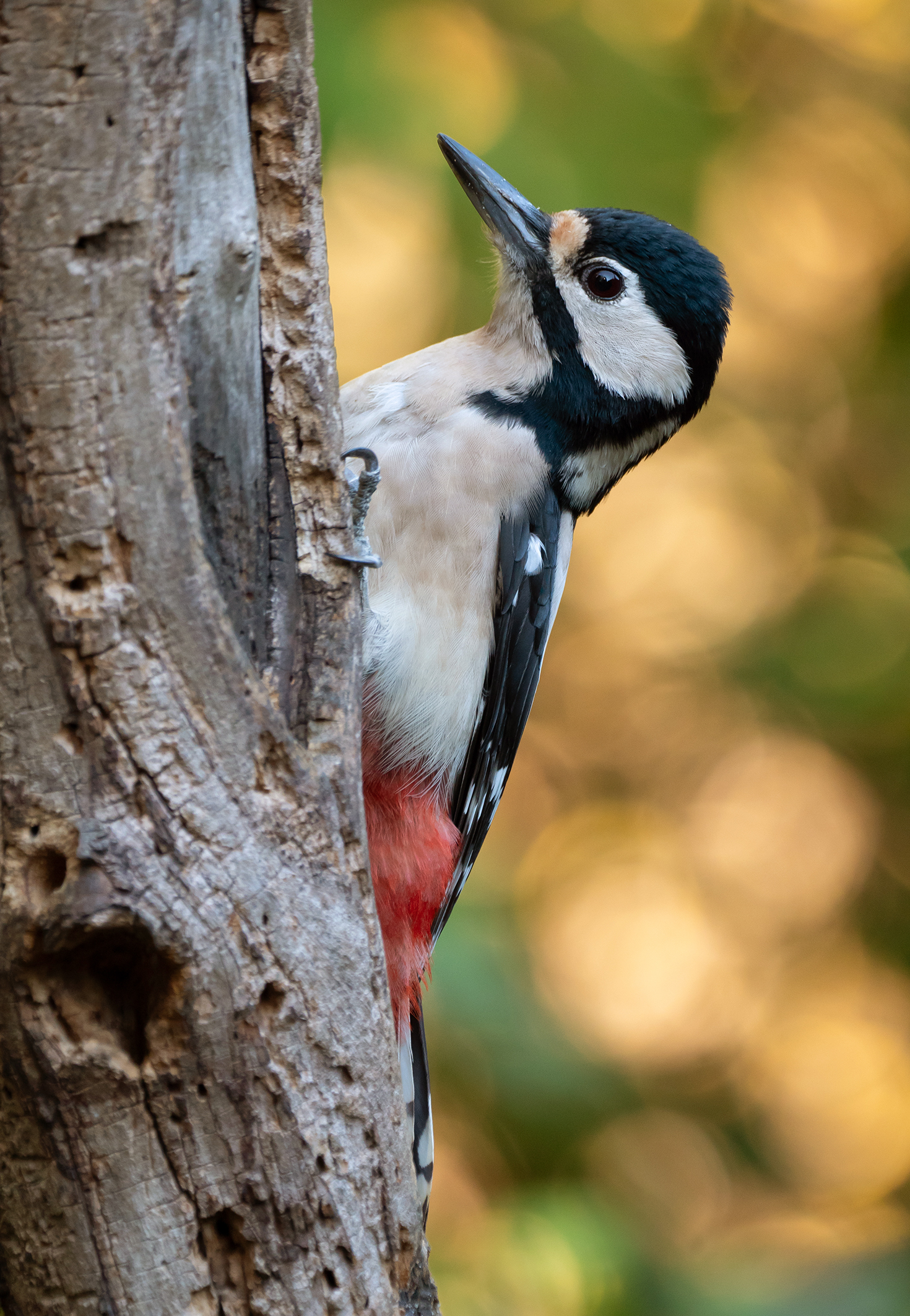 Greater Female Red Woodpecker