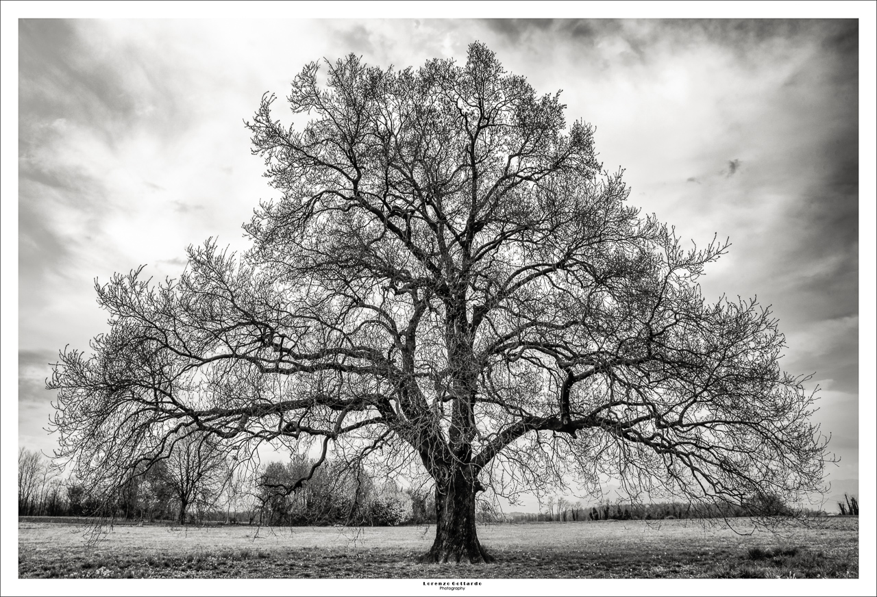 La quercia del beato Bertrando