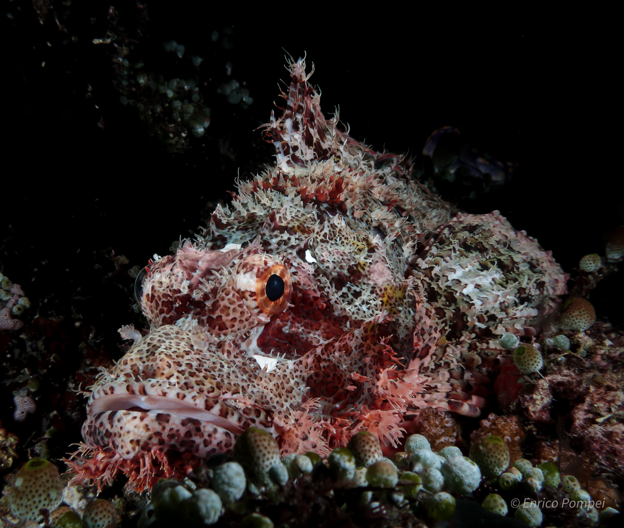 Scorpion Fish