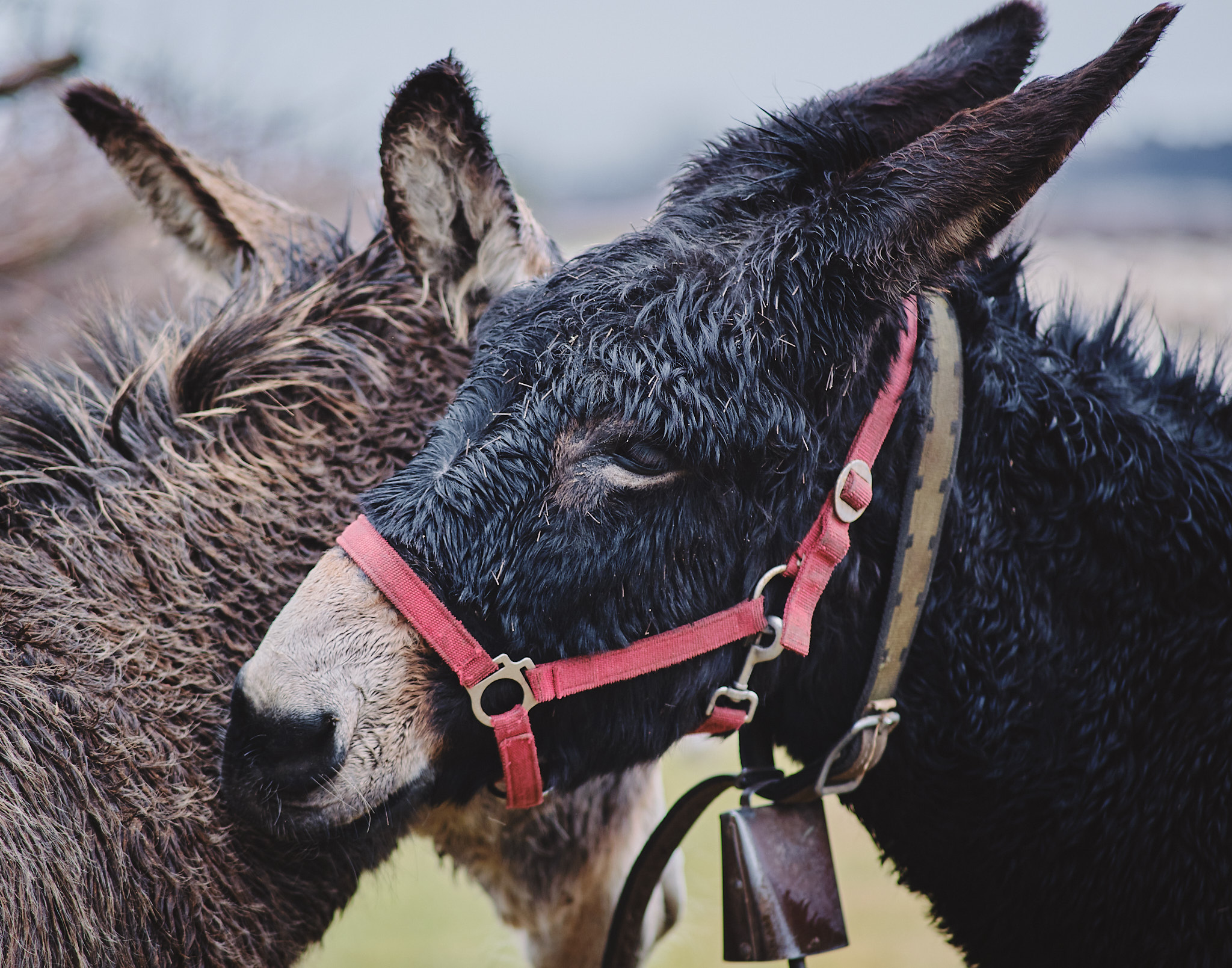 Donkey love