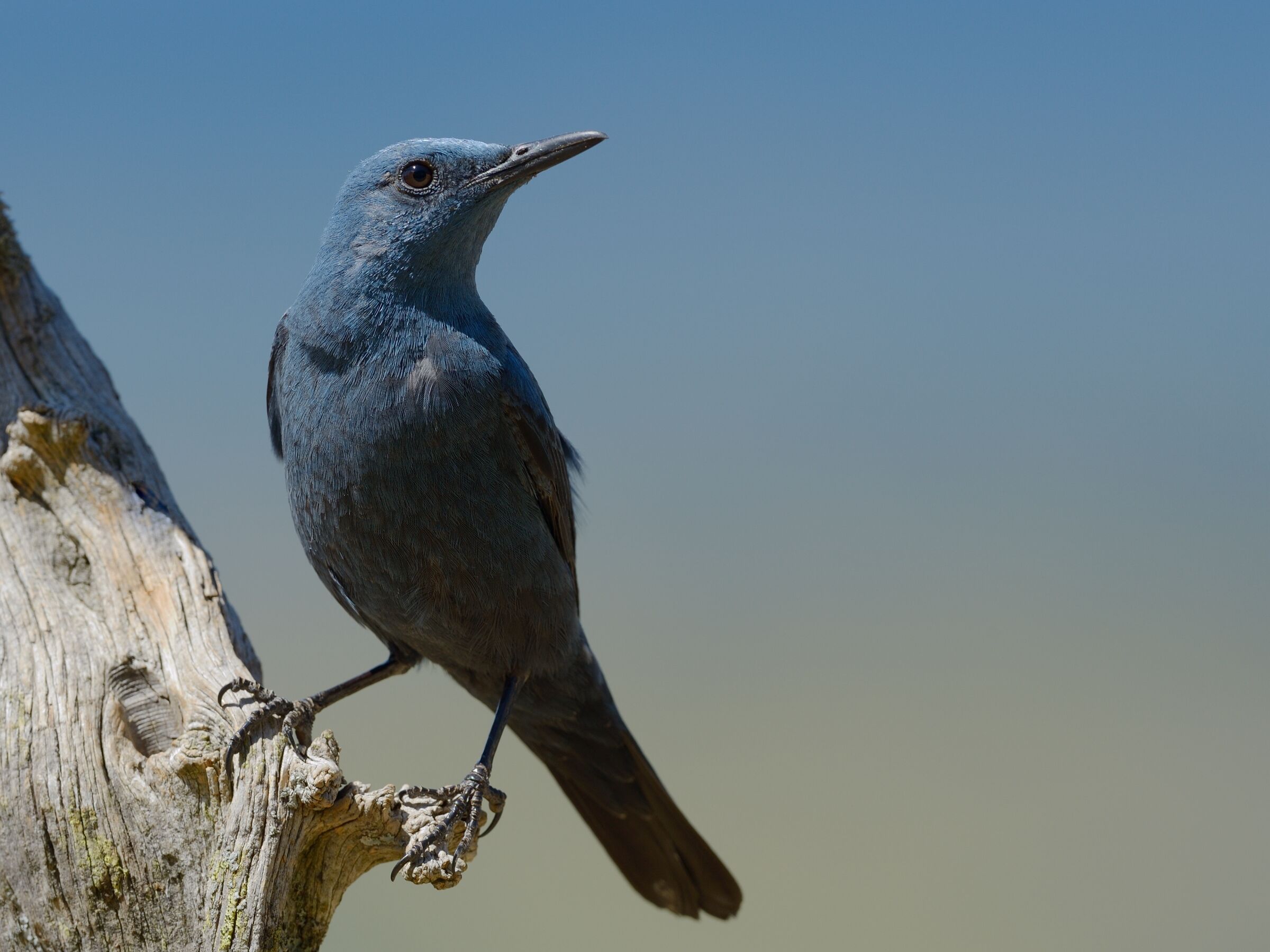 Lonely Sparrow (Monticola solitarius)