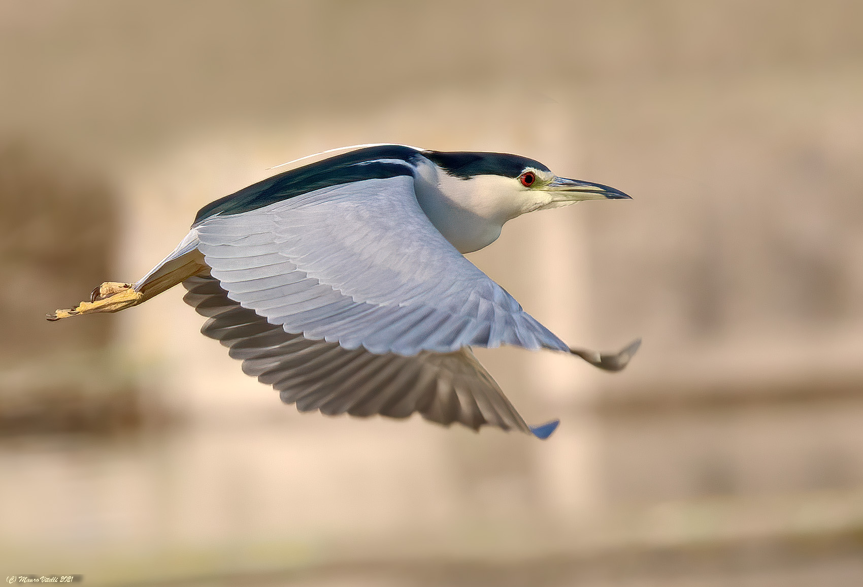 Nitticora (Nycticorax nycticorax)