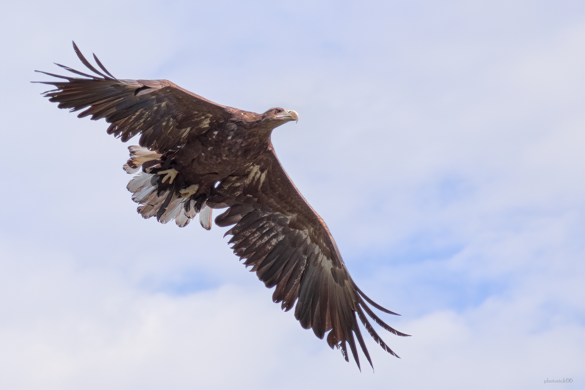 Aquila di Mare in volo