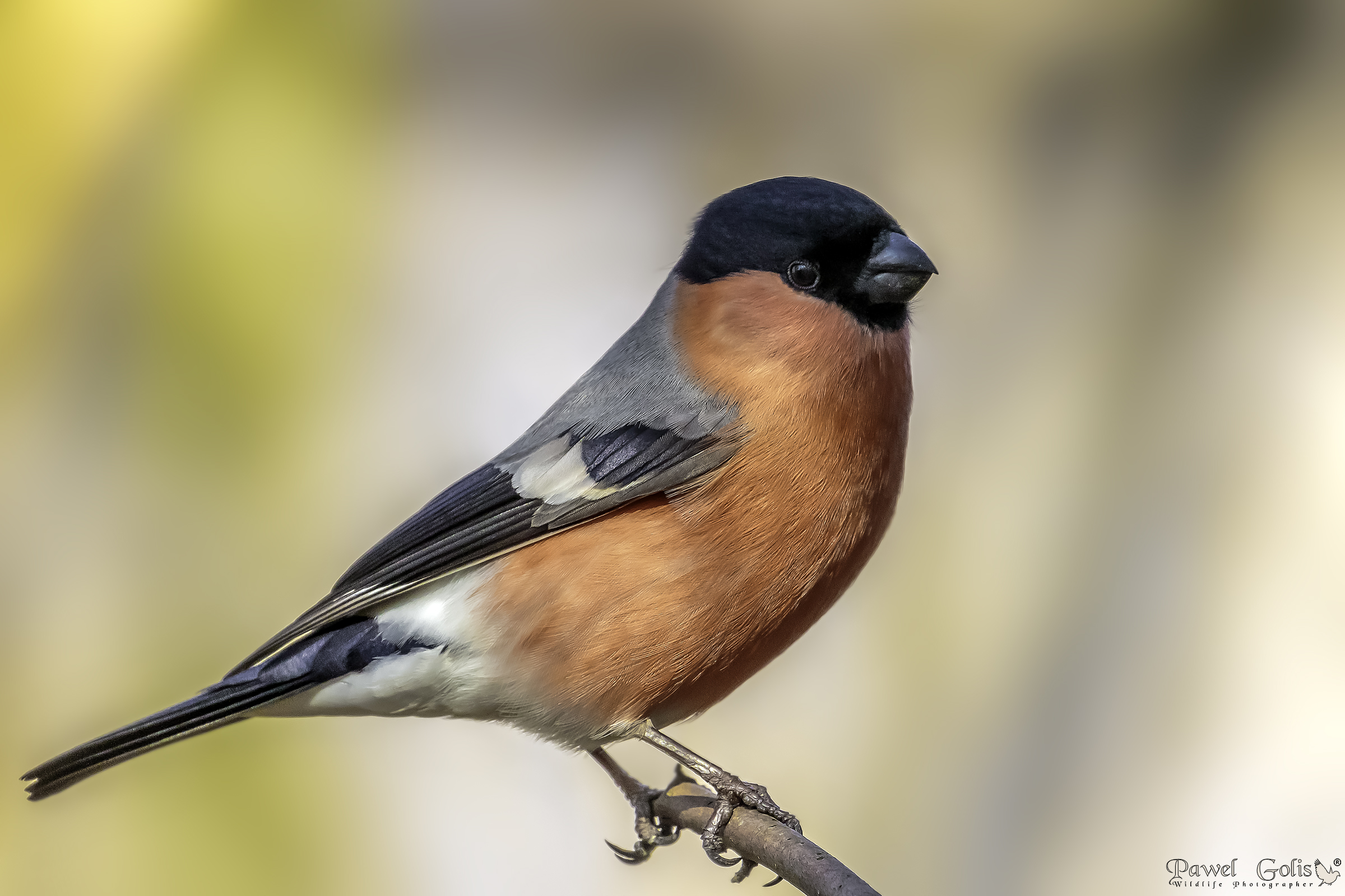 Eurasian bullfinch (Pyrrhula pyrrhula) v1