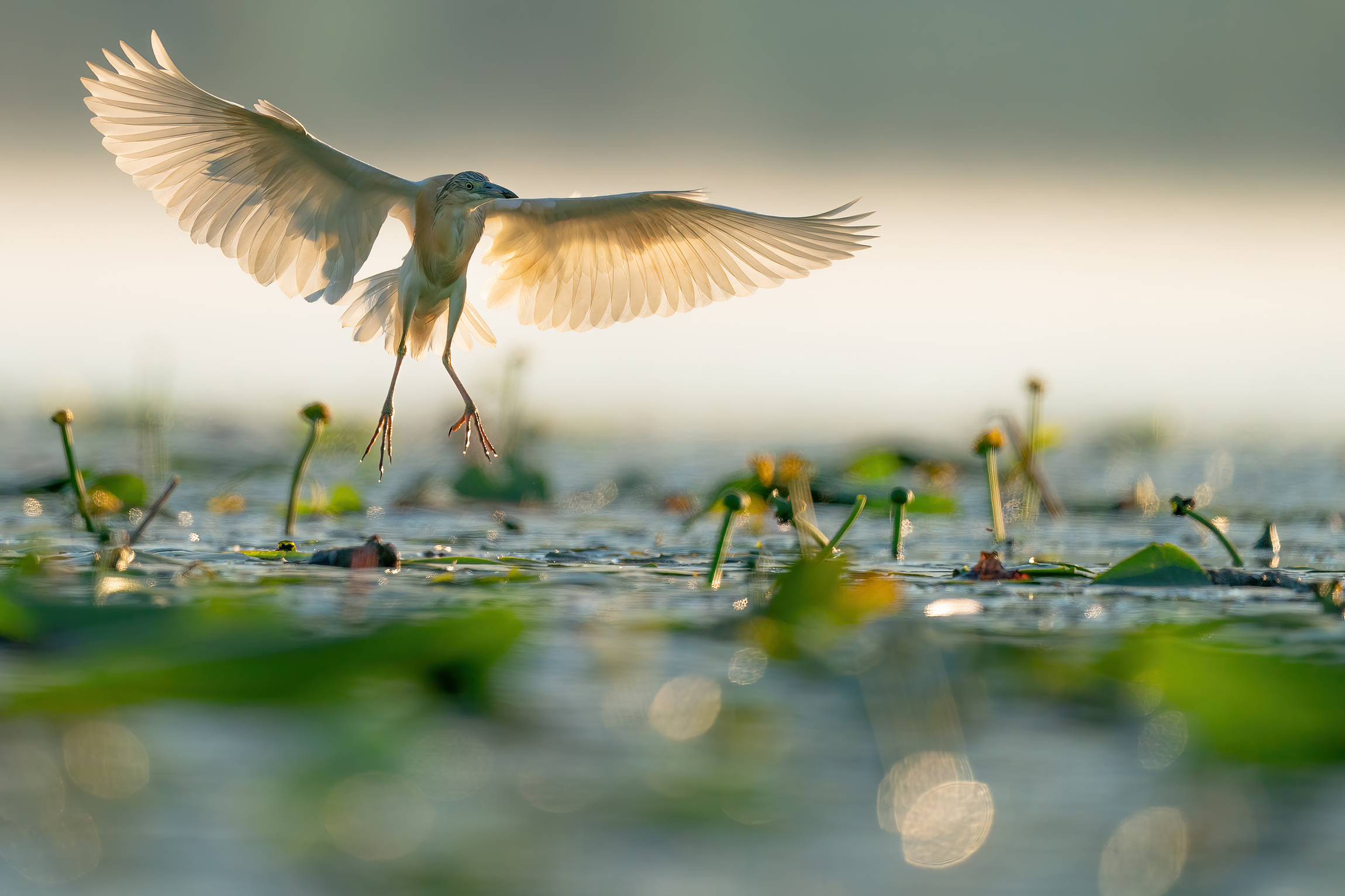 Early morning lights