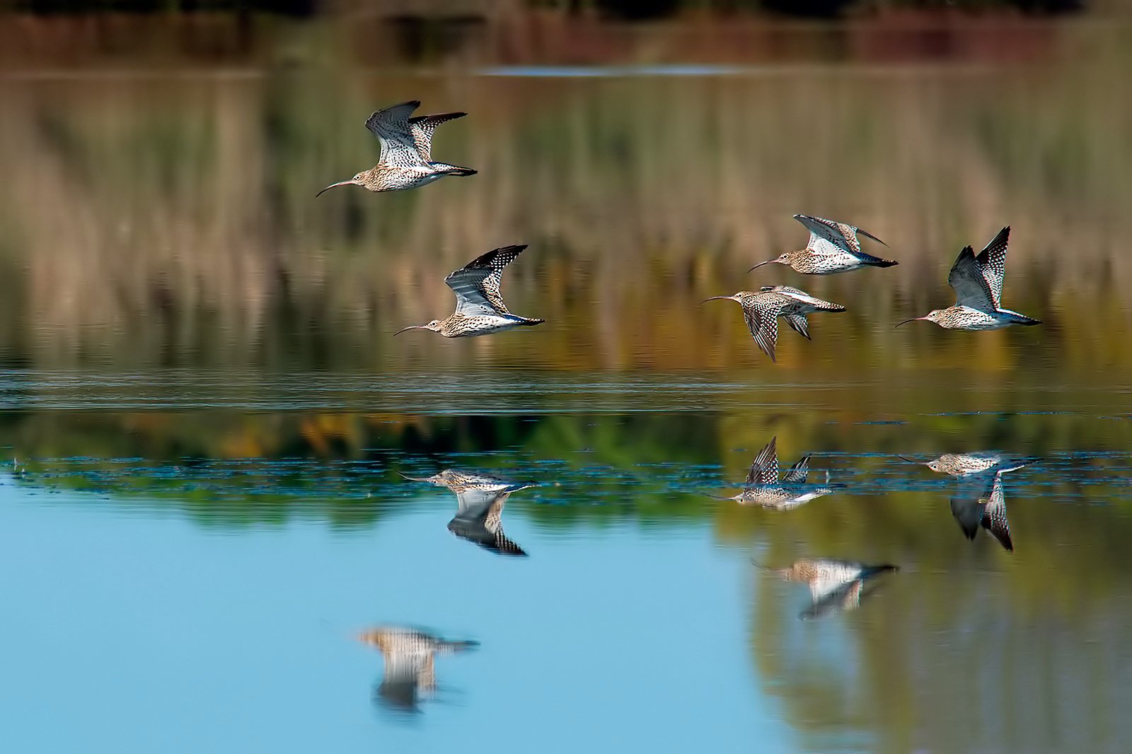 "curlers in sly flight"