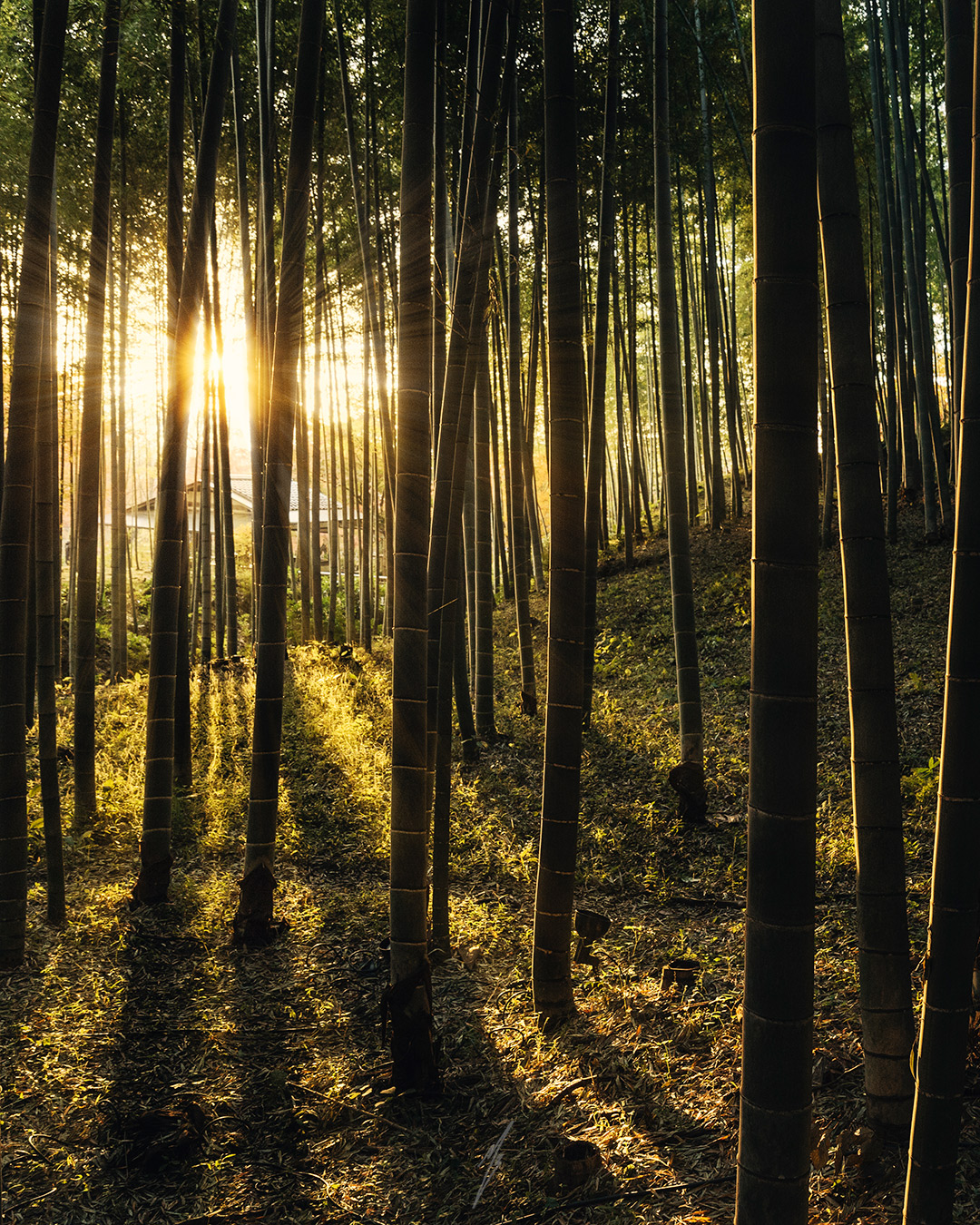 Gentle ray in the bamboo forest