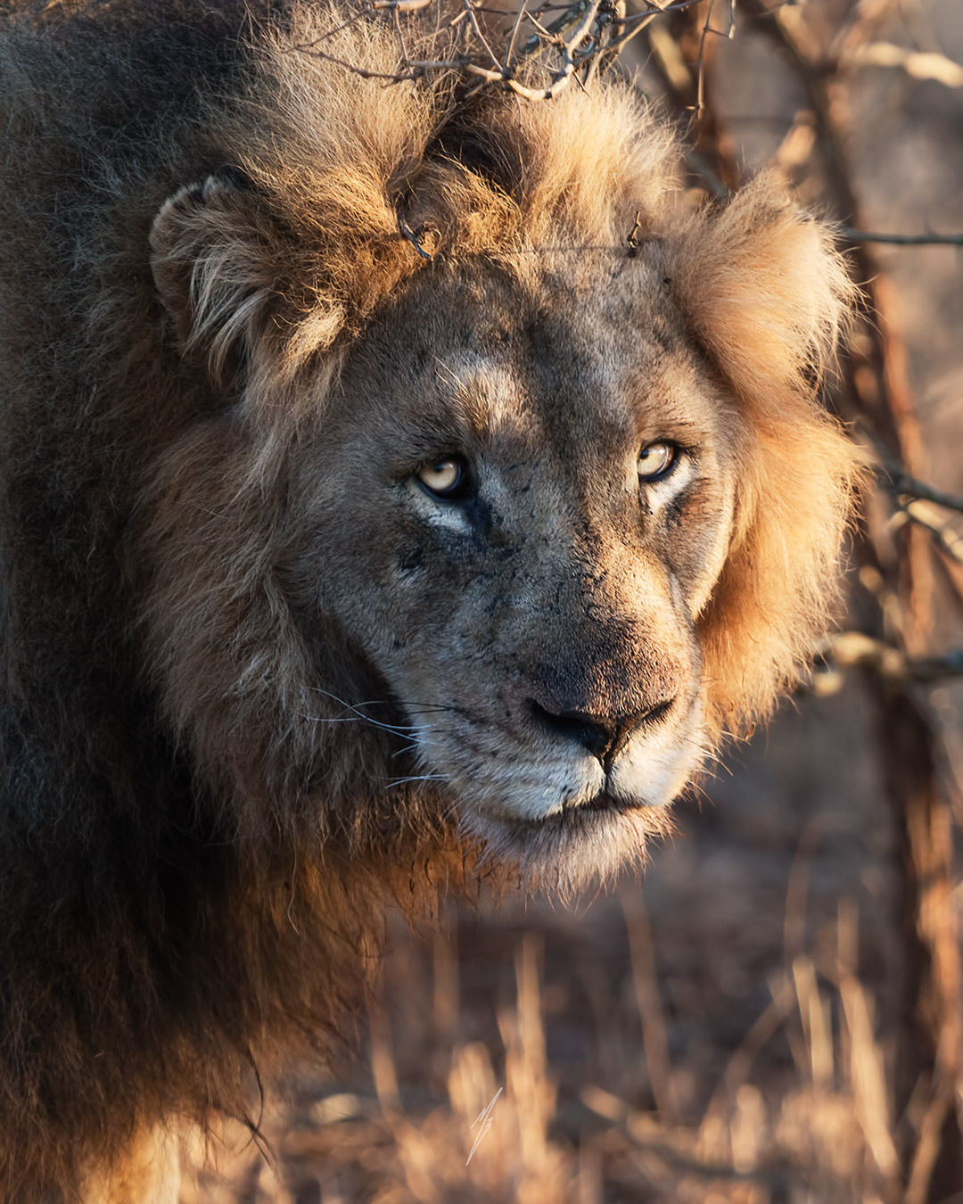 The eyes of the King