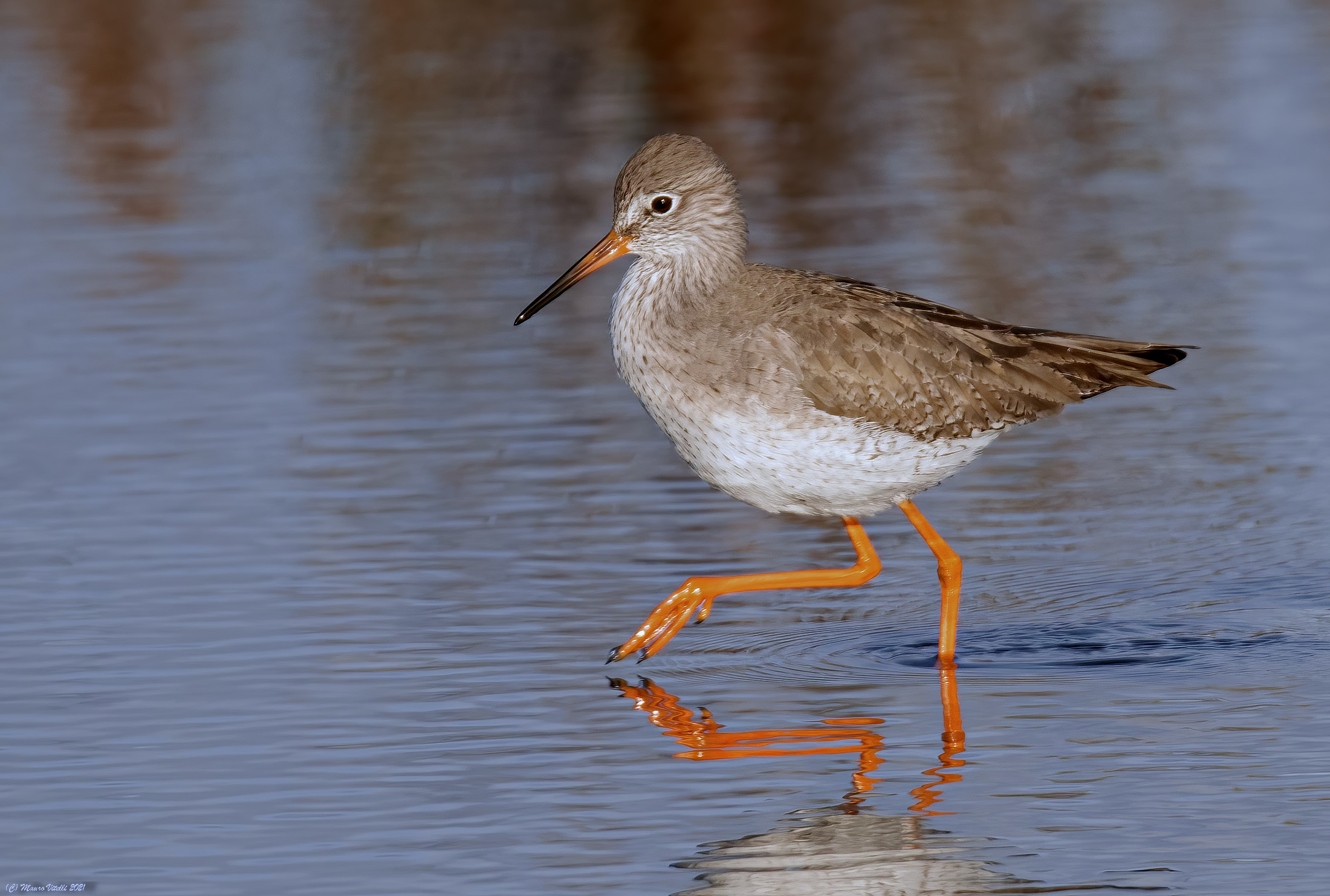 Gossip (Tringa totanus)