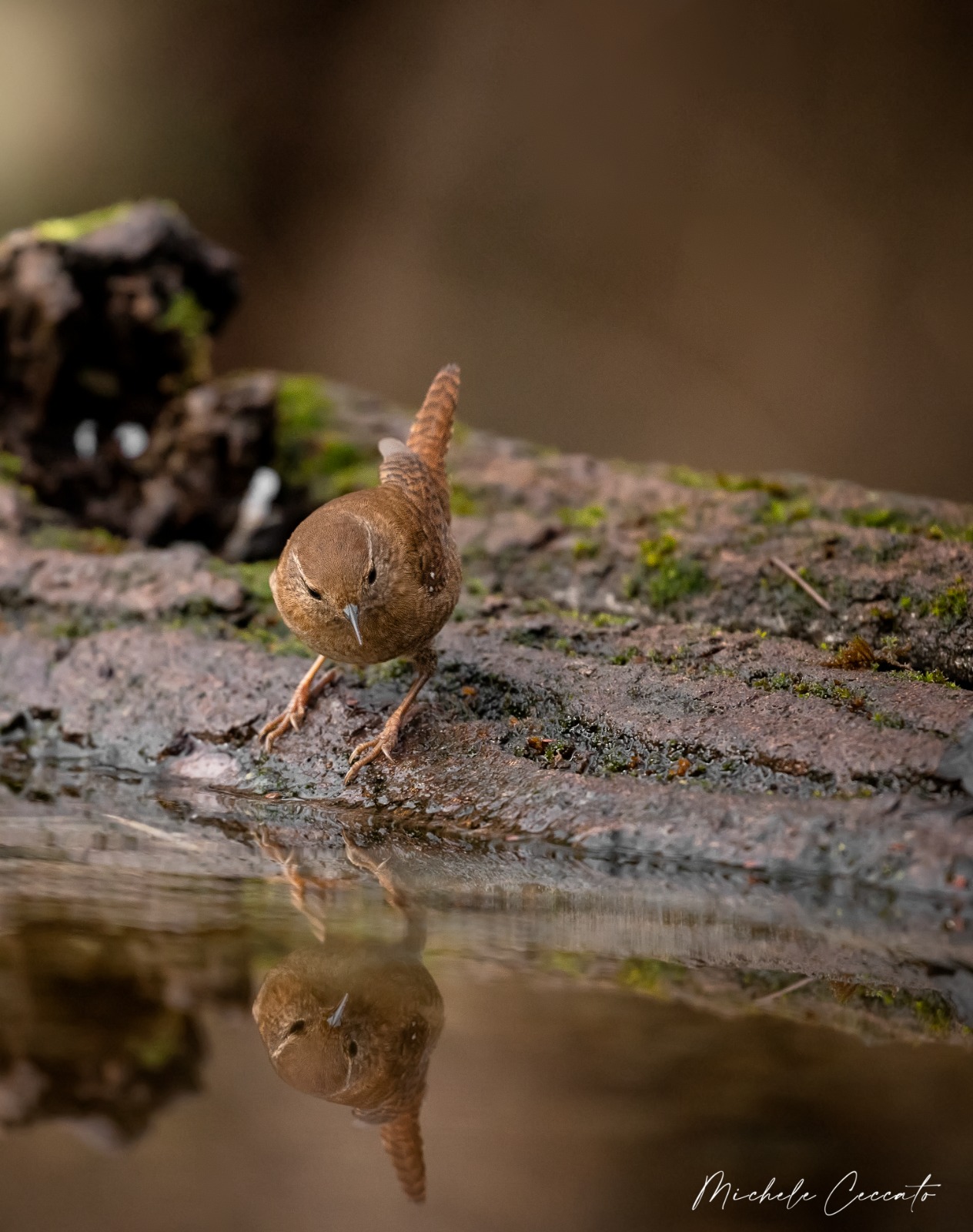 Wren