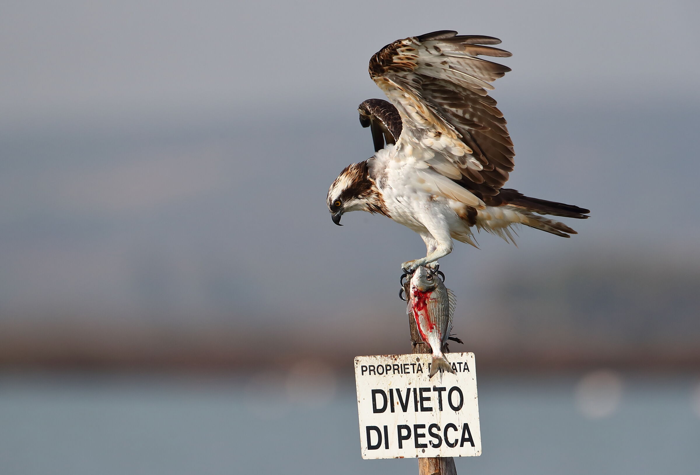 Il Pescatore e l' Orata