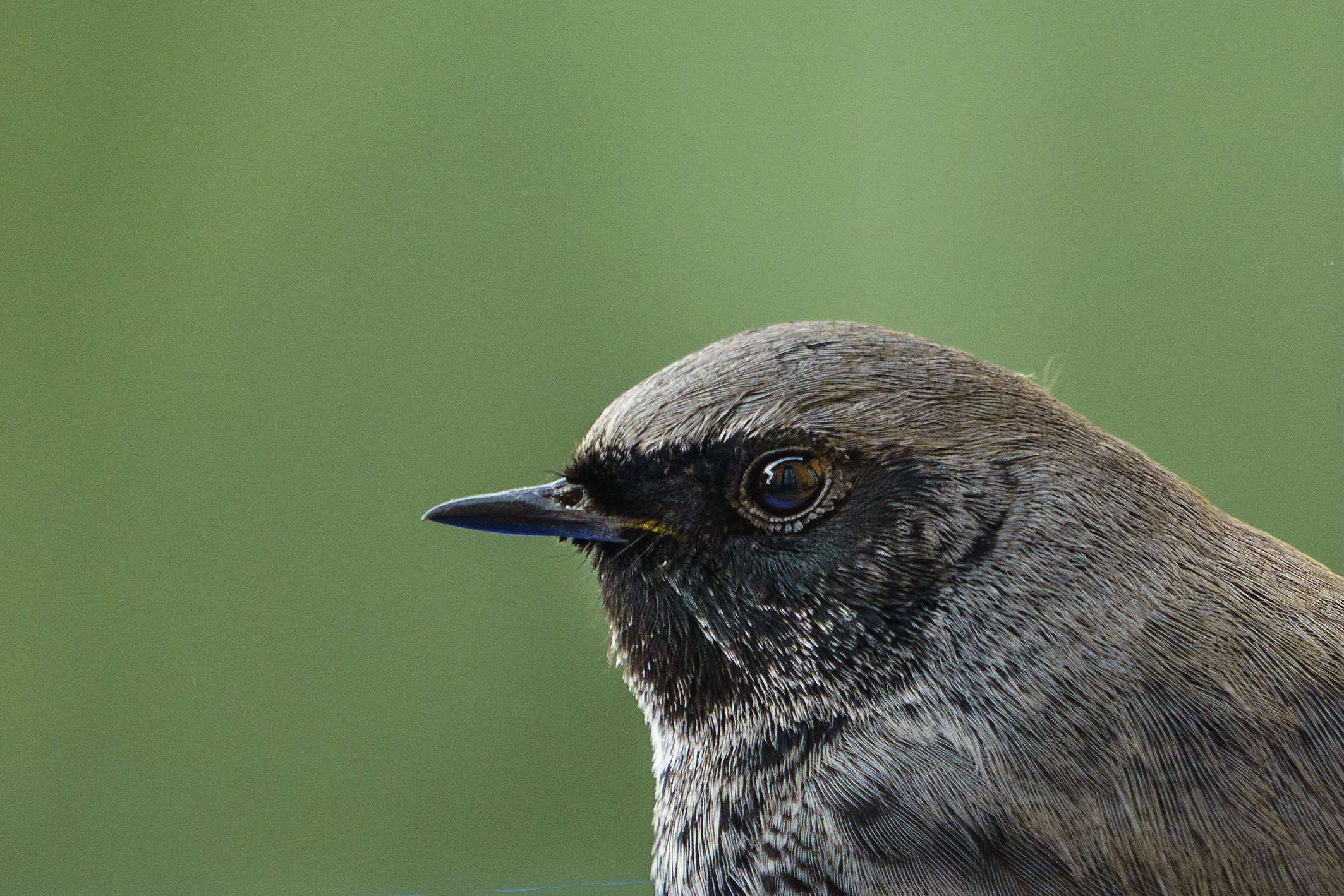Codirosso spazzacamino