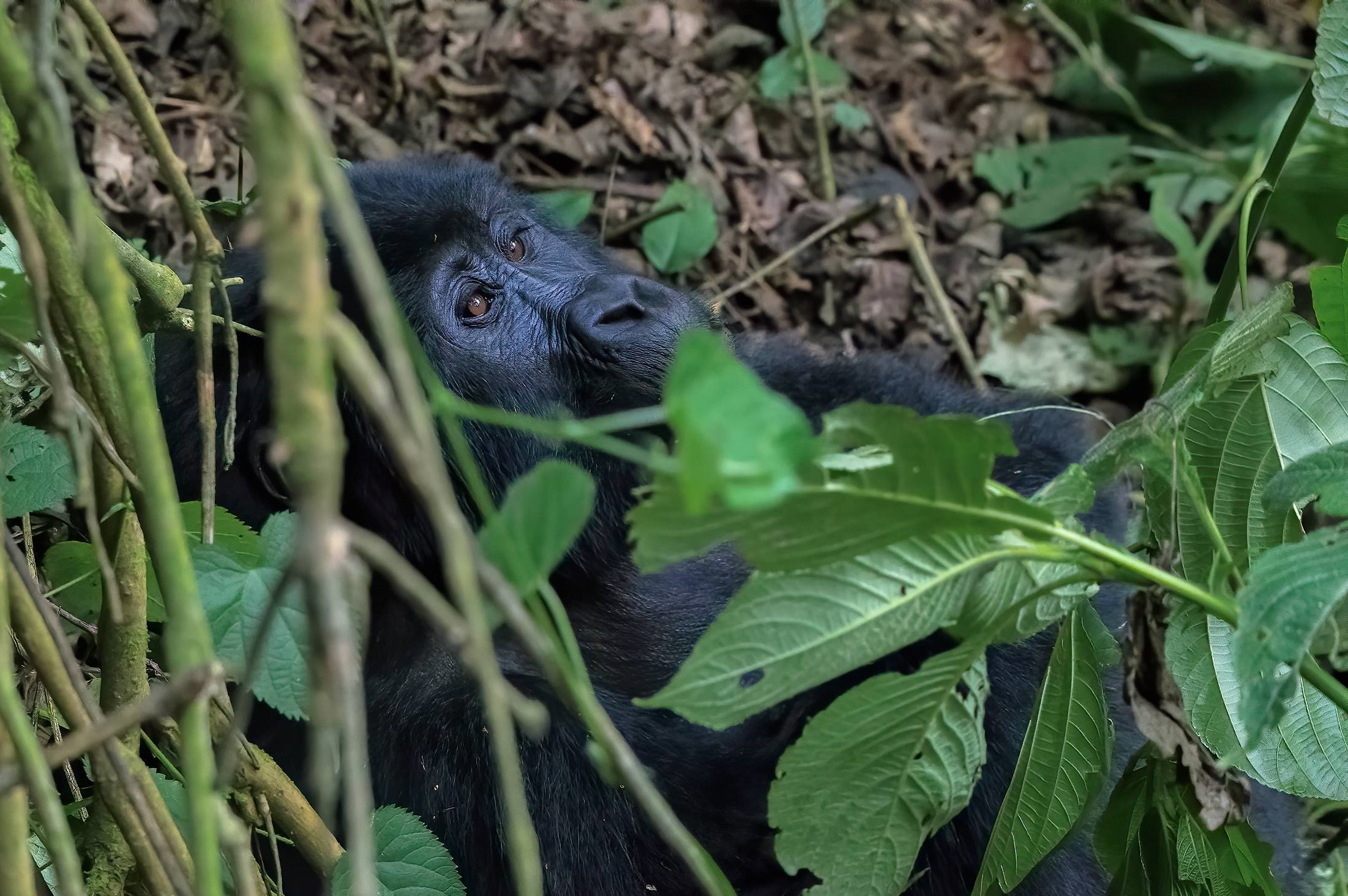 Gorilla- Bwindi n.p.