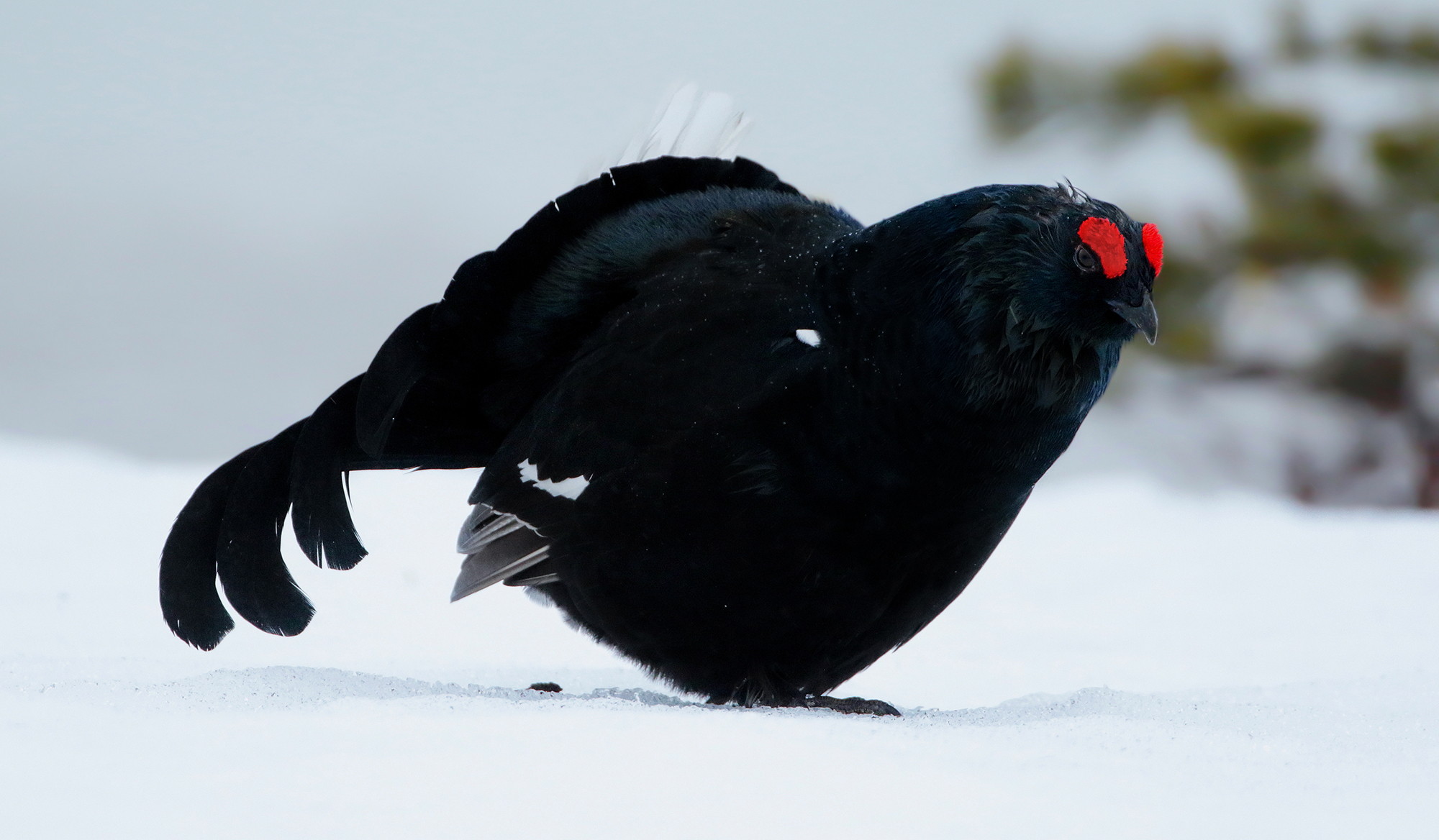 nero nella neve, gallo forcello