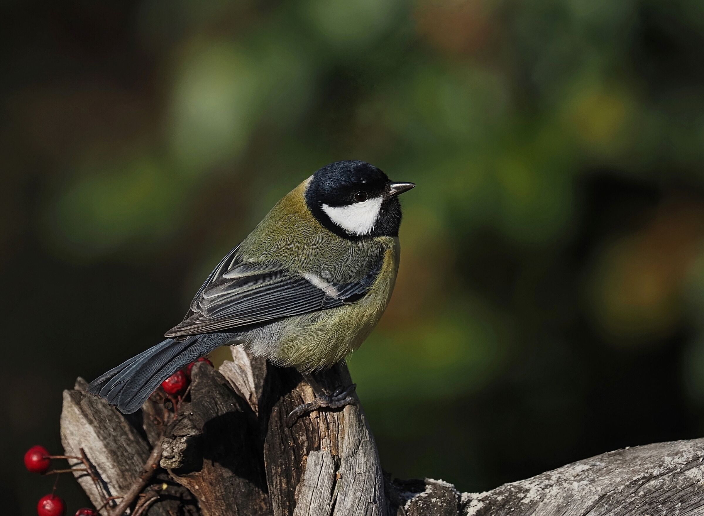 Cinciallegra infreddolita