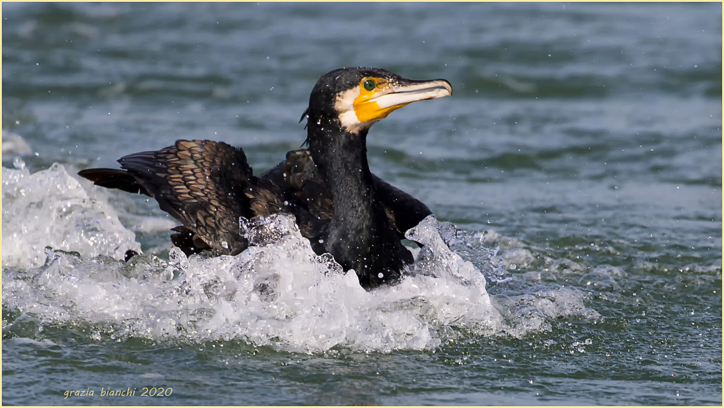 Cormorano (Phalacrocorax carbo