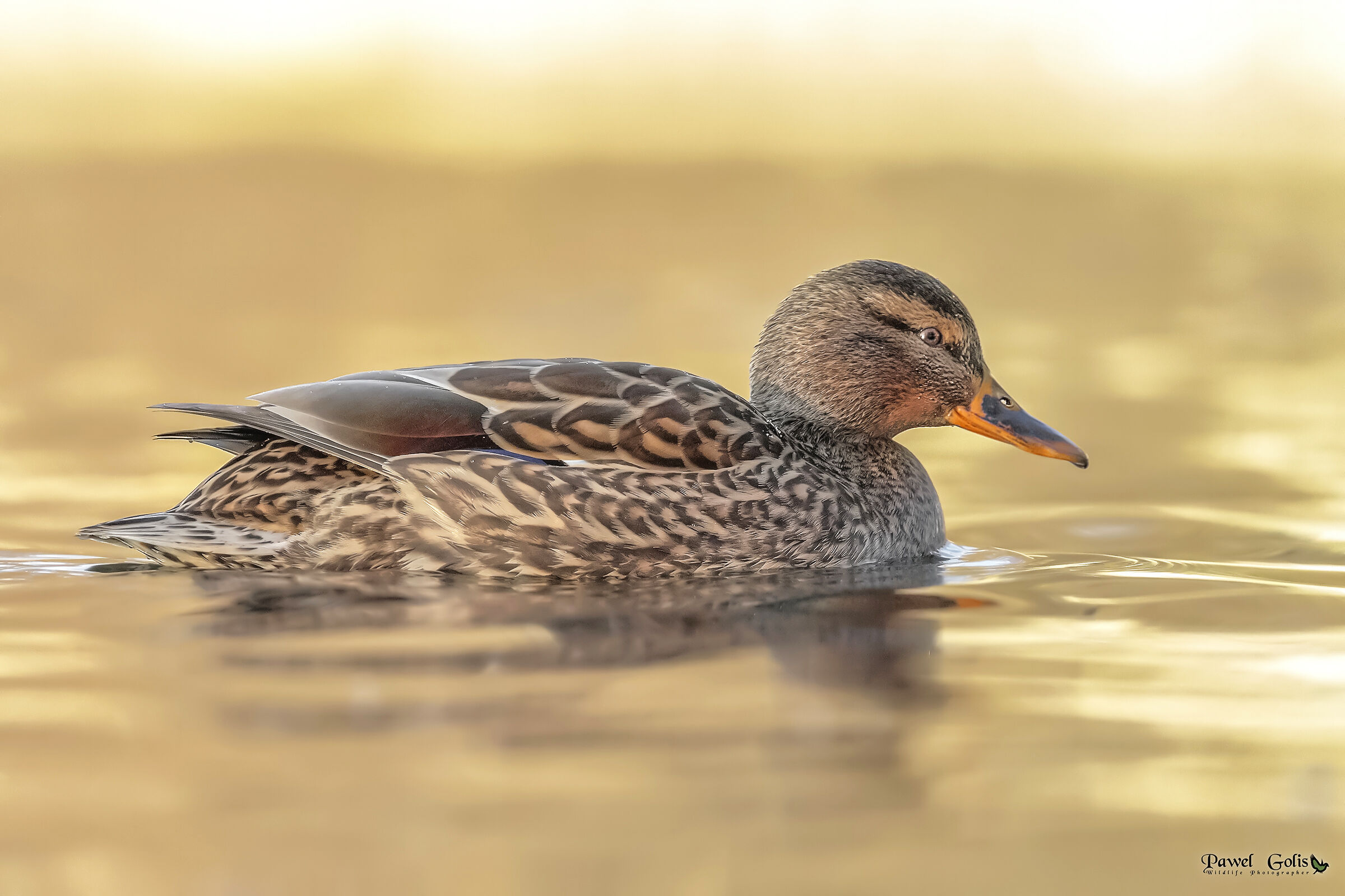 Germano reale (Anas platyrhynchos)