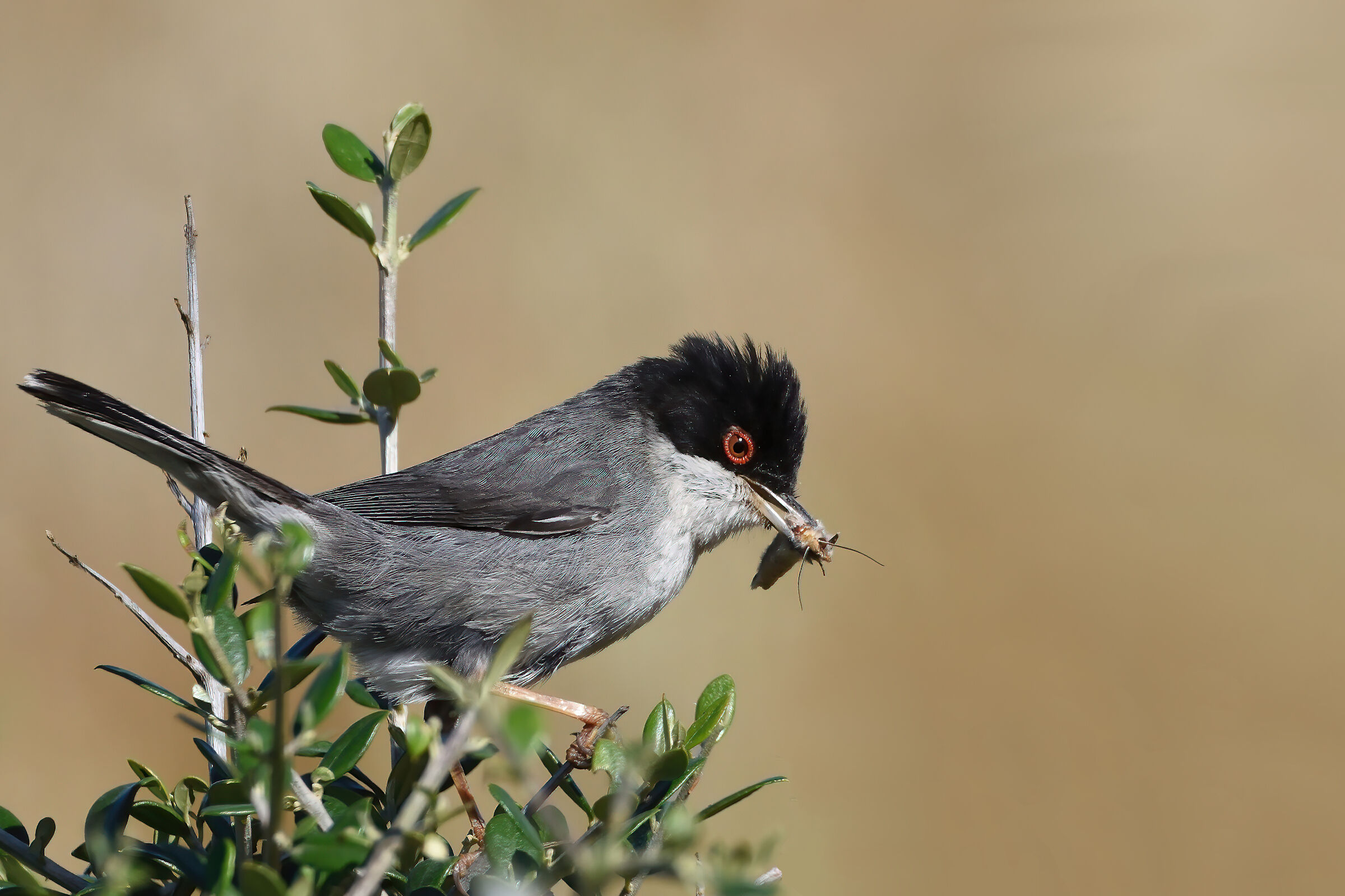 Occhiocotto con preda