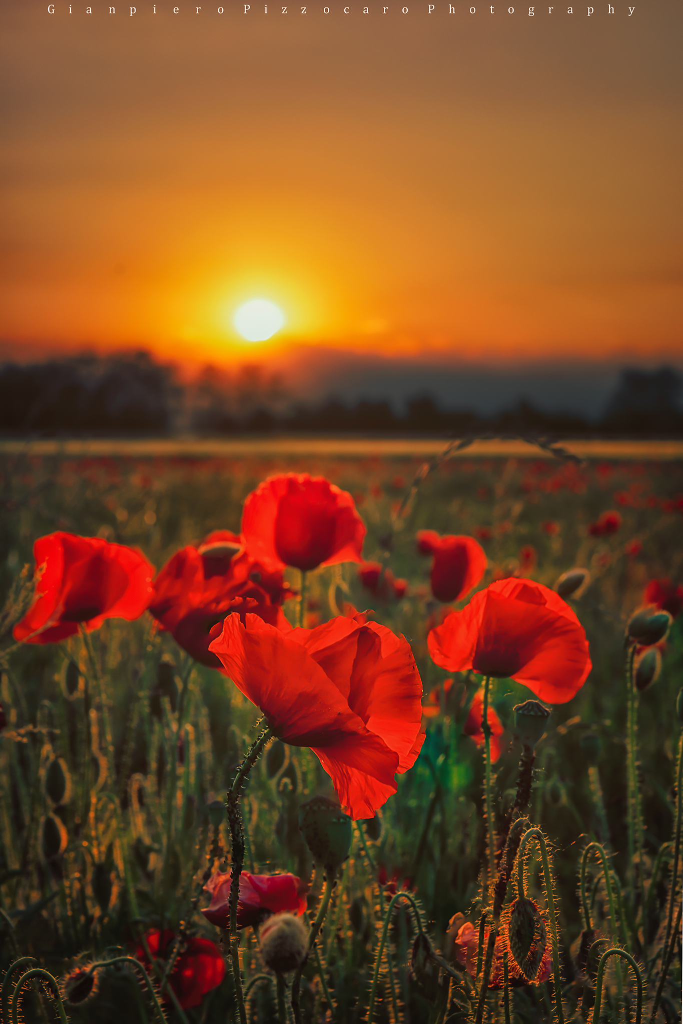 Papaveri al Tramonto