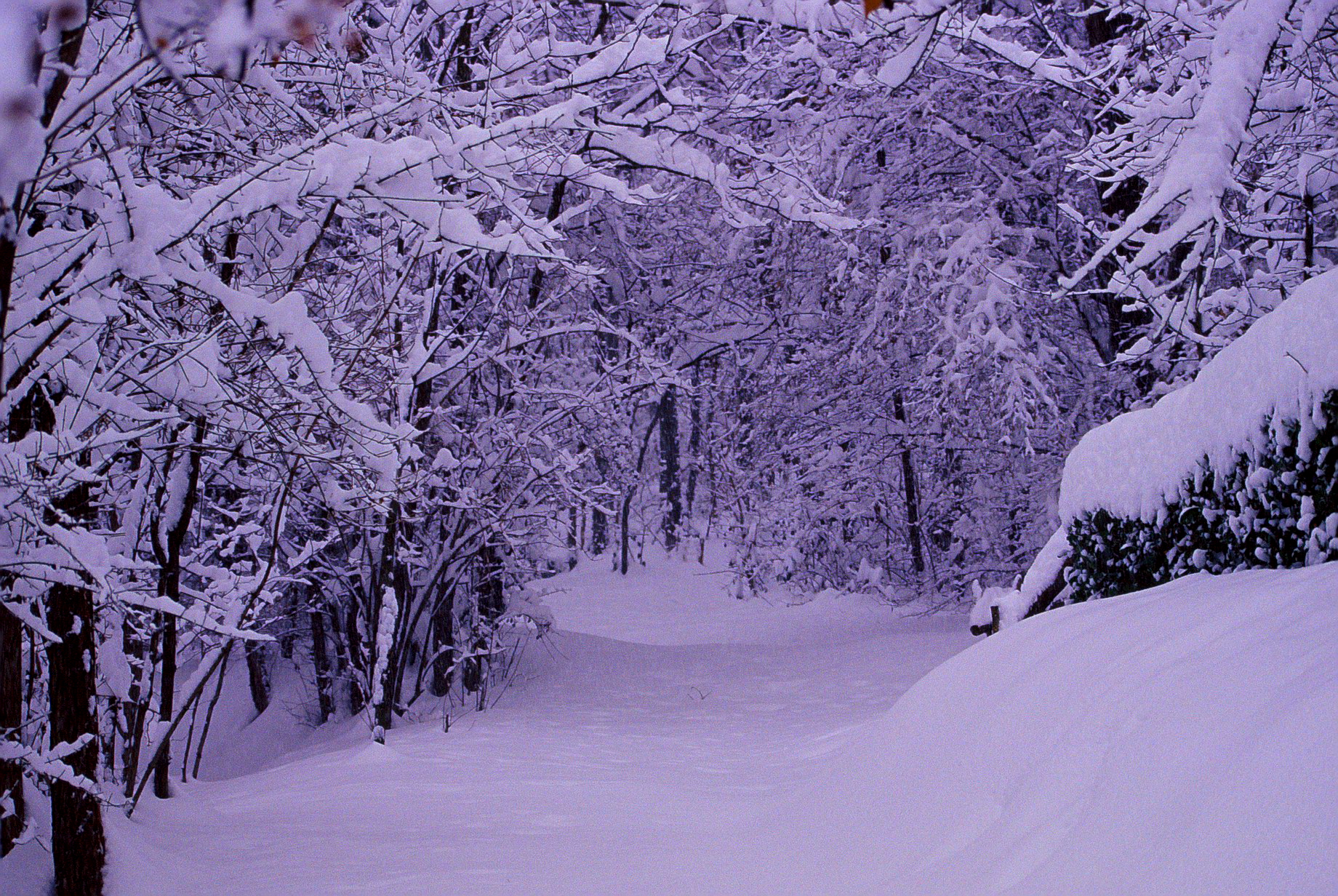 THE PRIVATE ROAD IN THE CURONE PARK. VIGANO, MAGANO