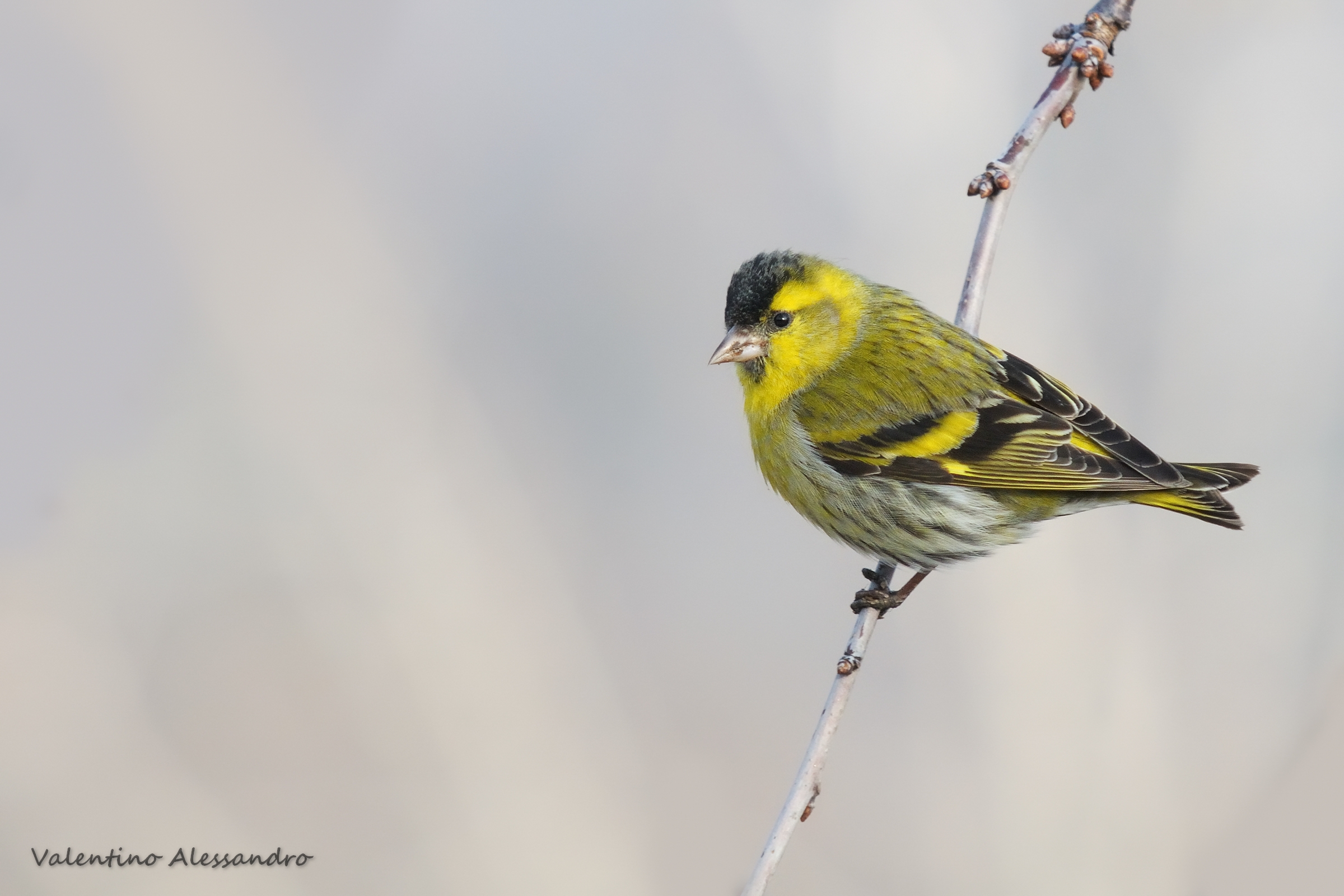 Siskin