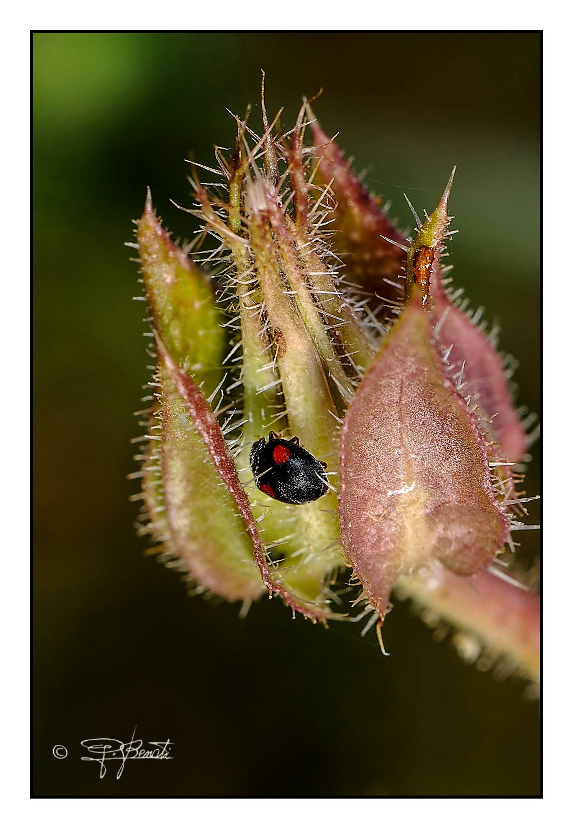 Carnivorous plant meal
