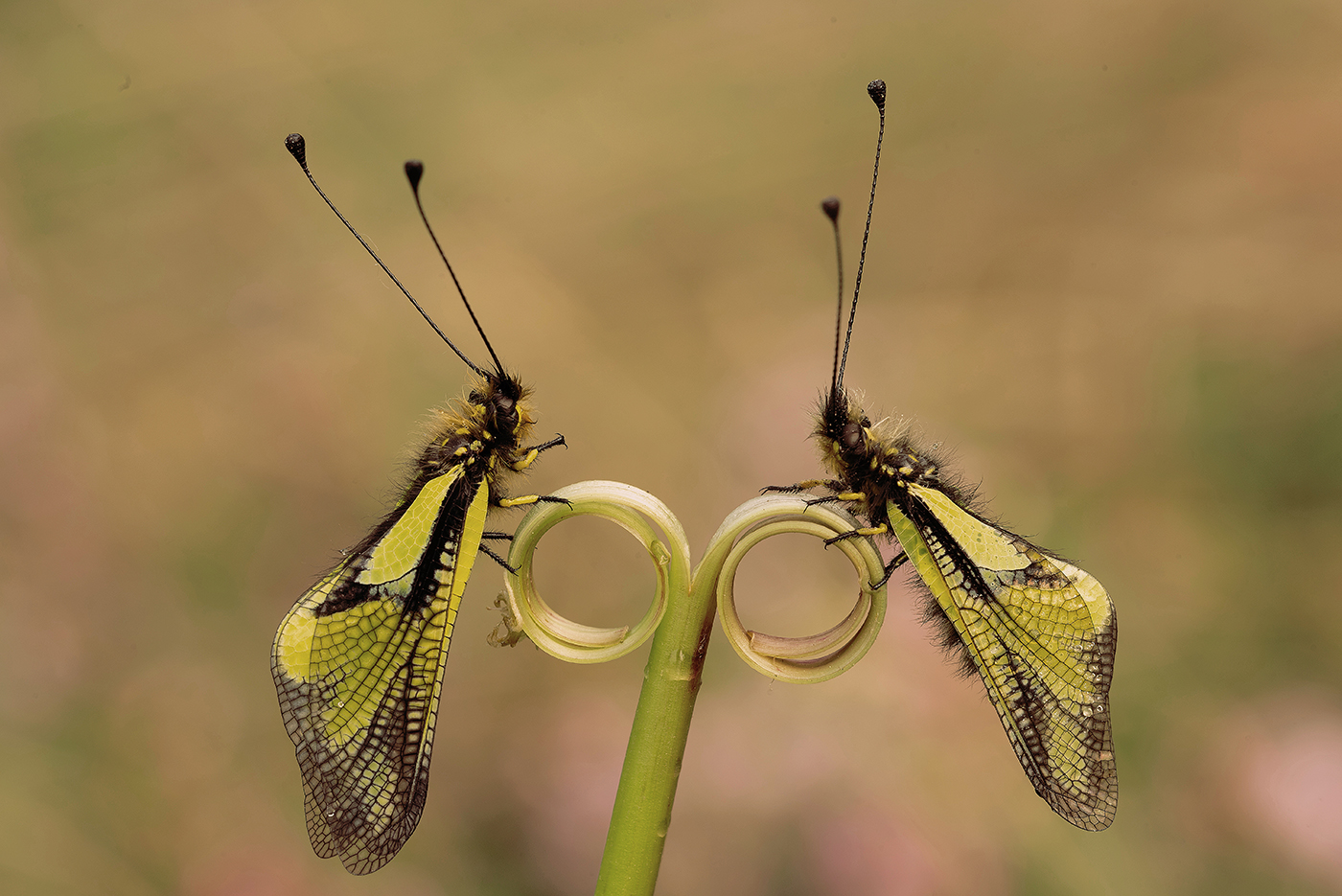 Libelloides coccaius