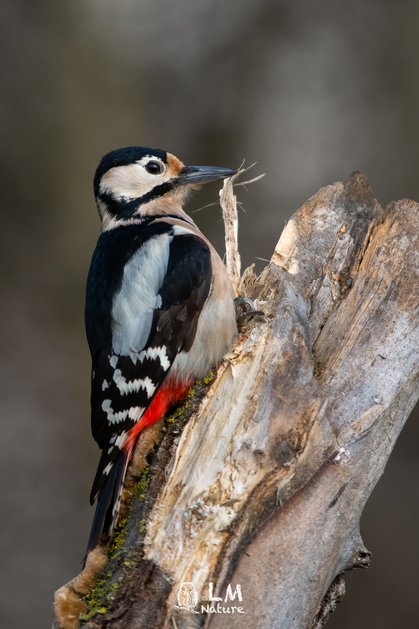 Greater Red Woodpecker