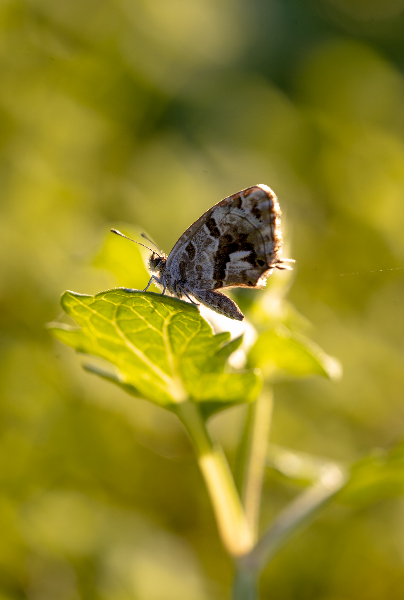 Farfalla su fiore, pic. 1