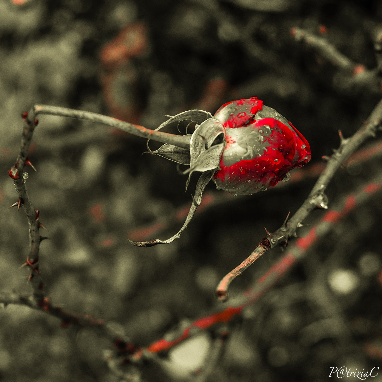 __mipiegomanonmispezzo__