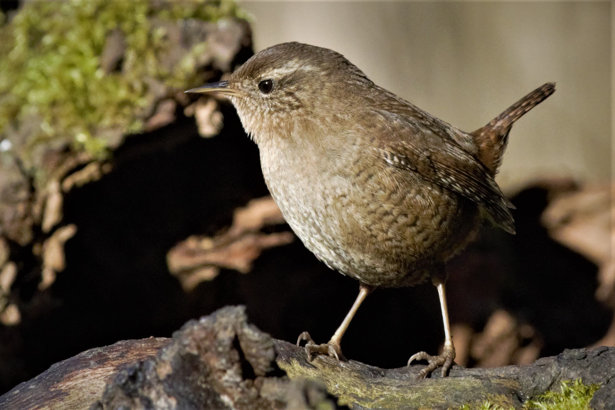 Wren