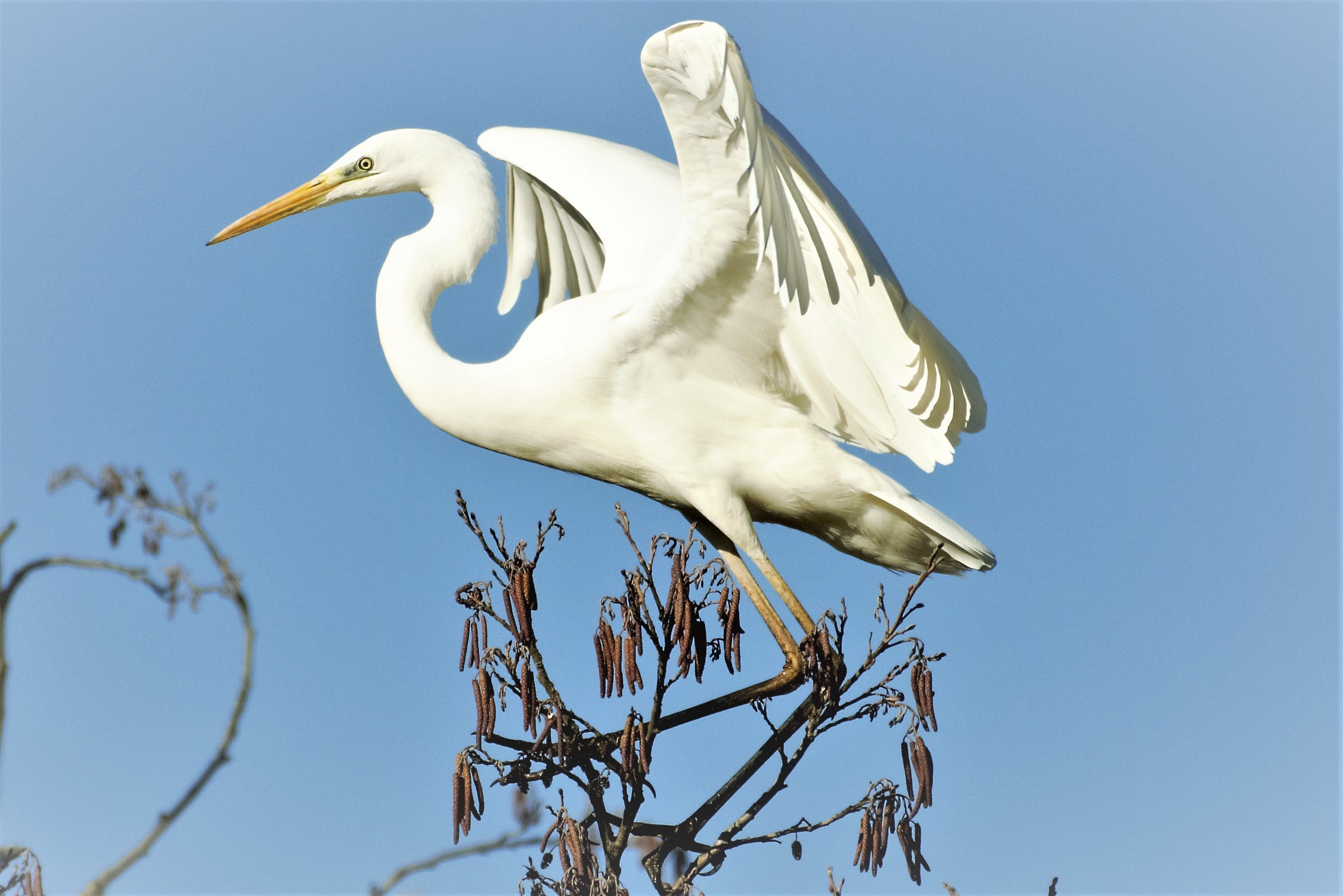 The take-off of the heron