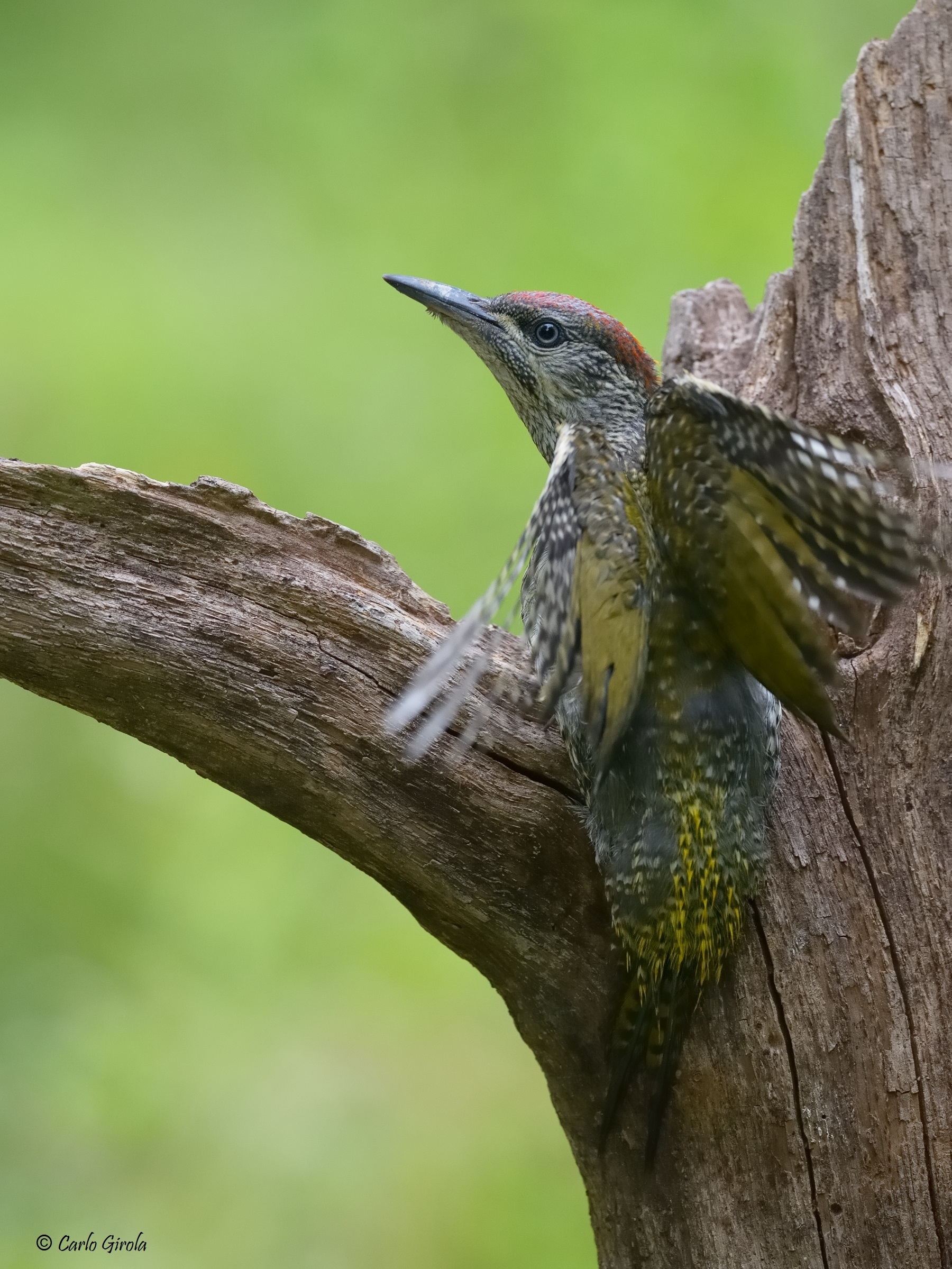 Green Woodpecker (Picus viridis)