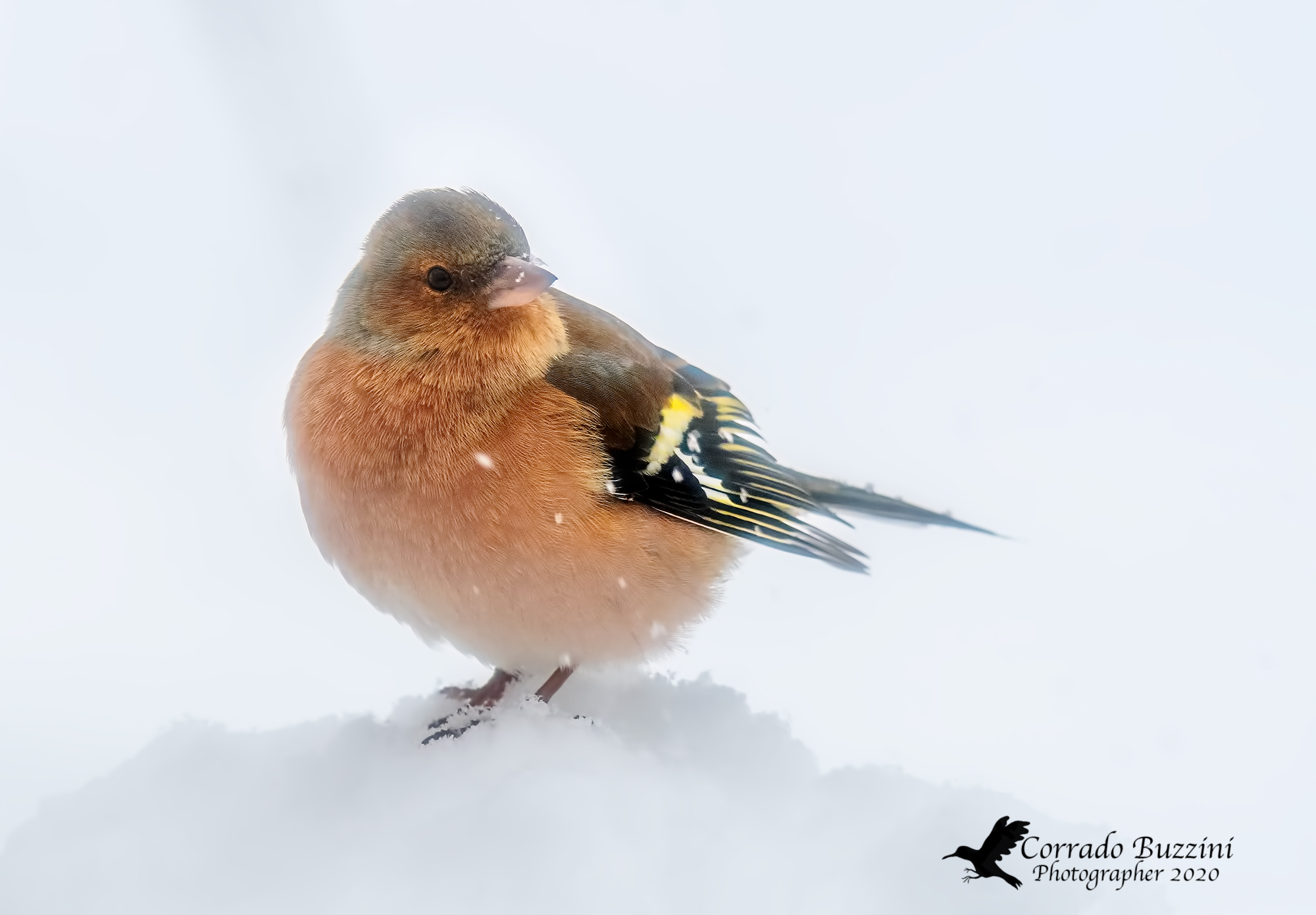 Chaffinch