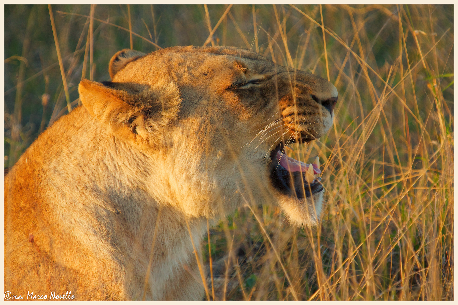 Ruggito al tramonto ....