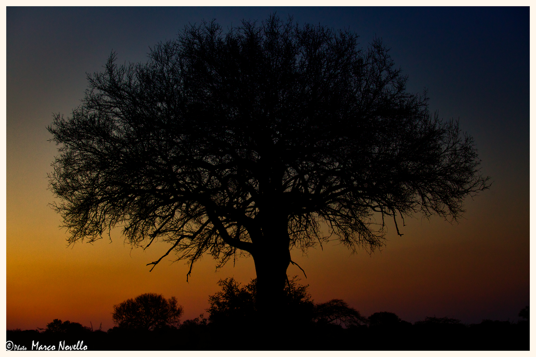 Albero al tramonto