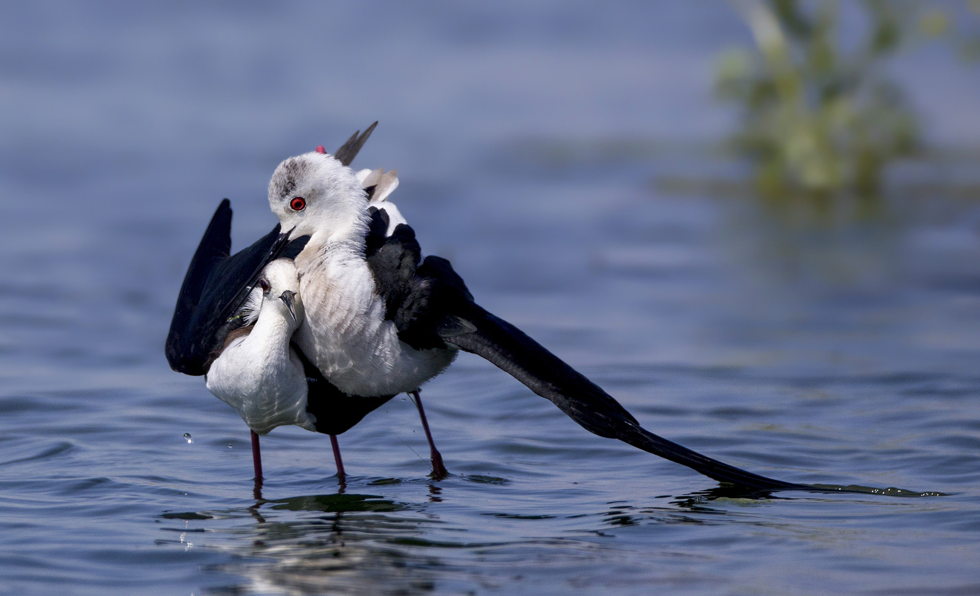 amore e batticuore, cavalieri d'Italia