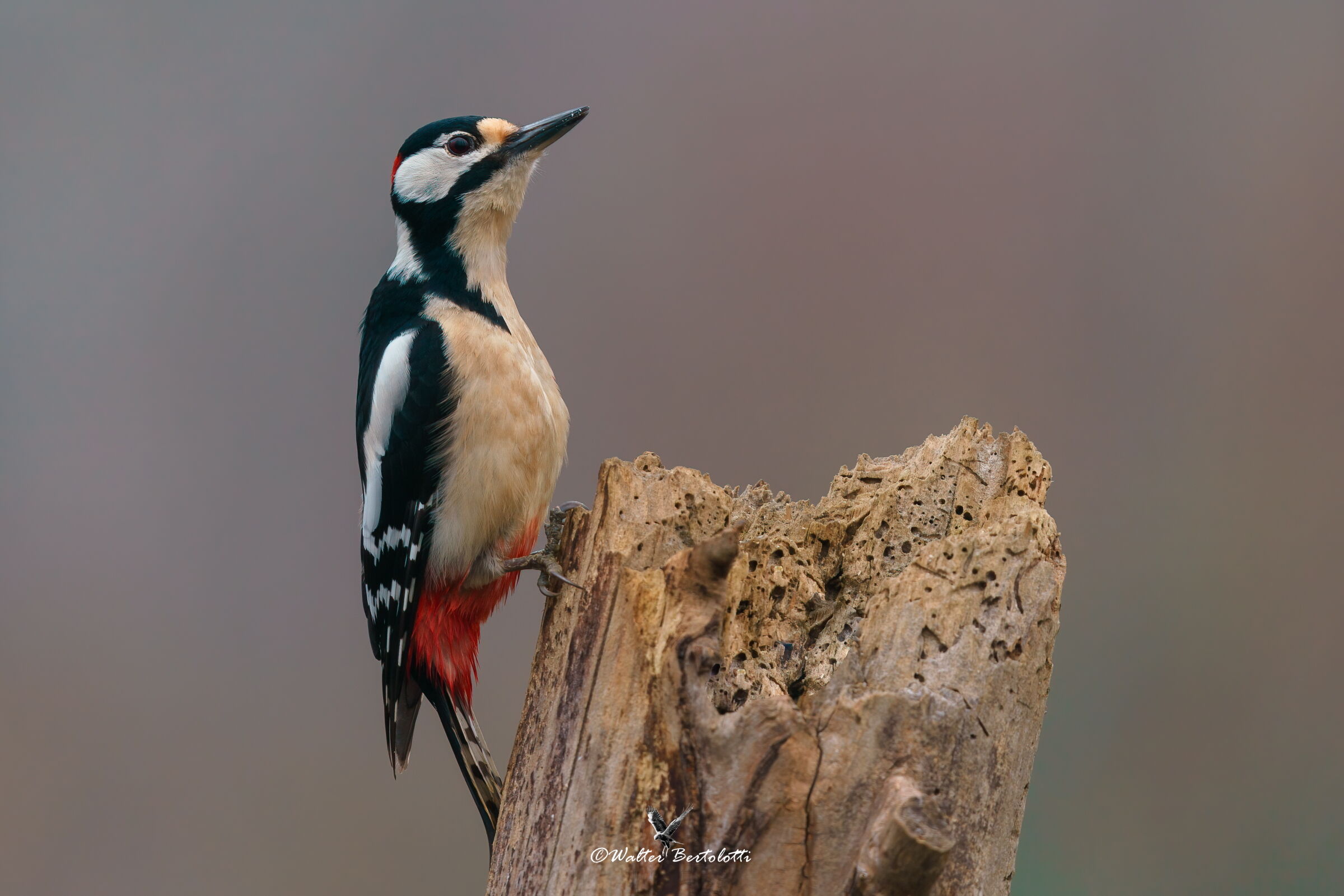 the red woodpecker posing