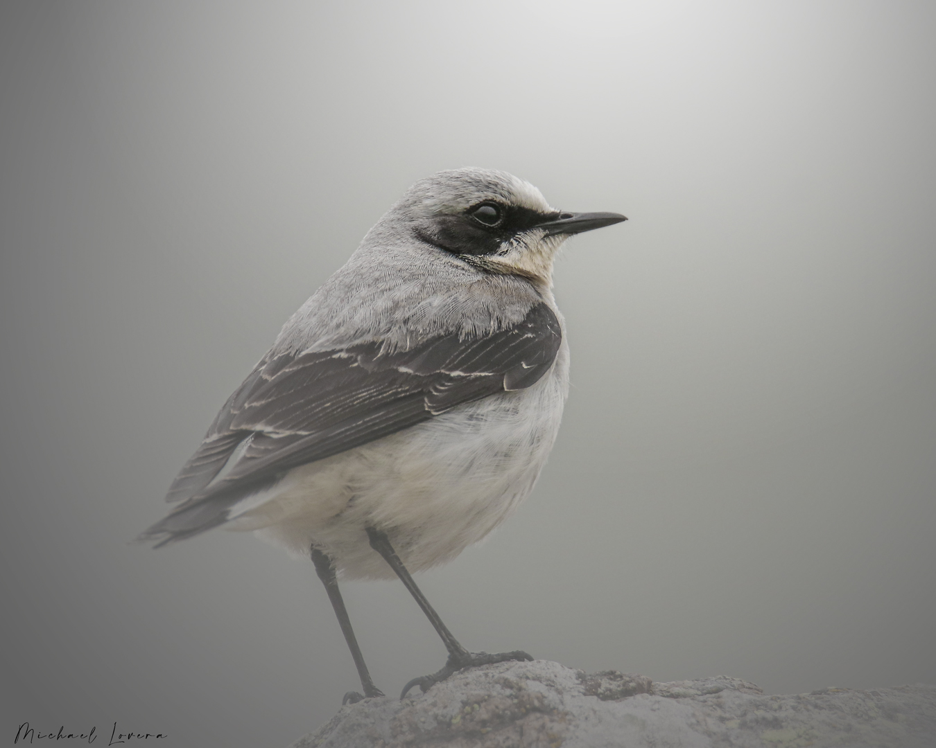 Culbianco nella nebbia...