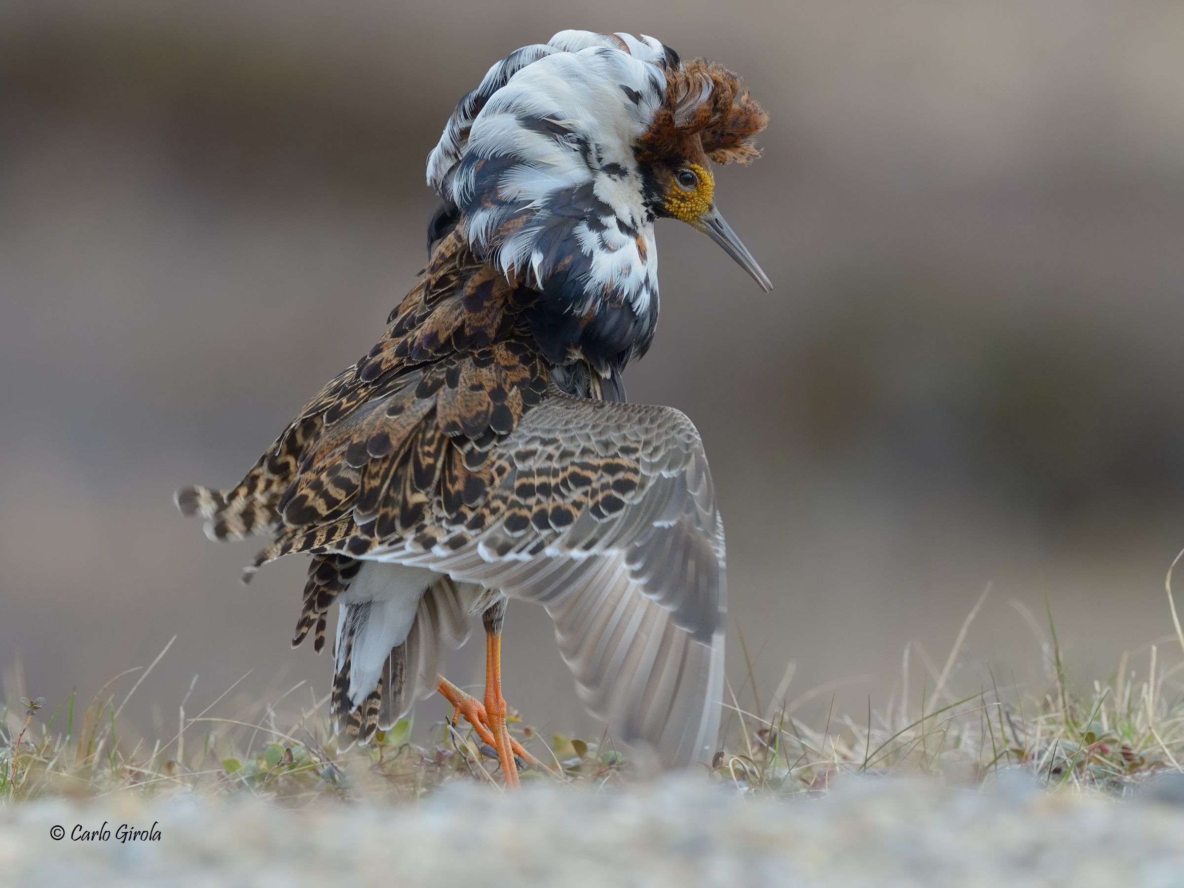 Combattente (Philomachus pugnax)