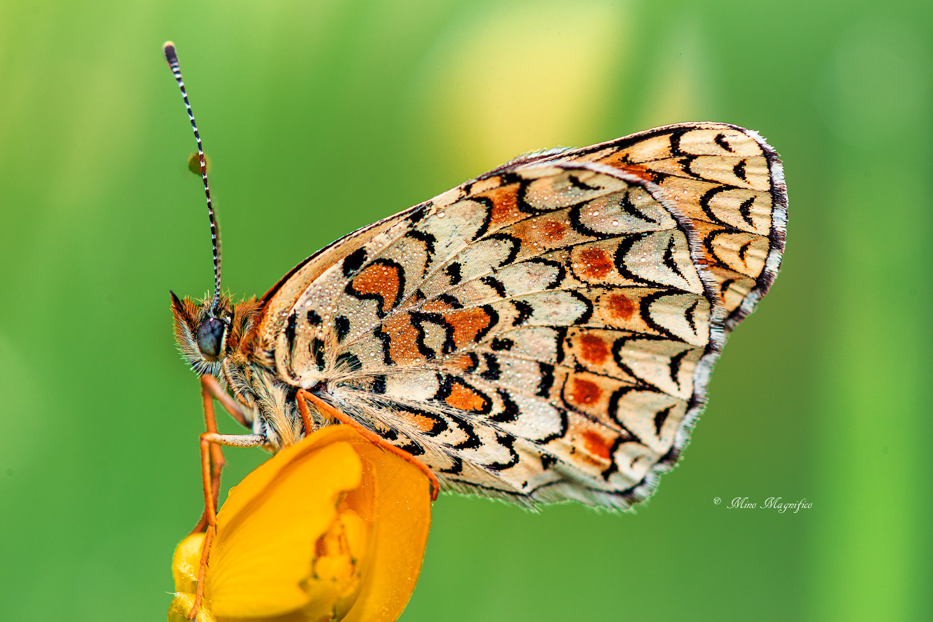 Melitaea Didyma