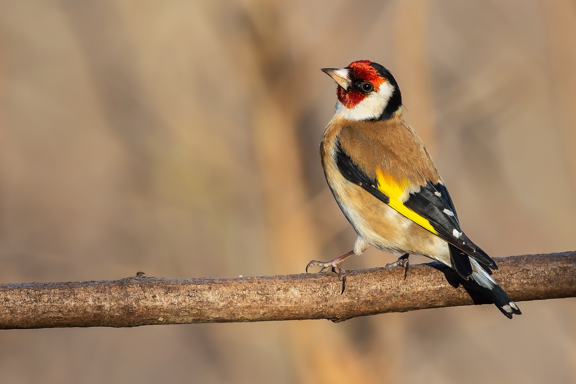 Goldfinch