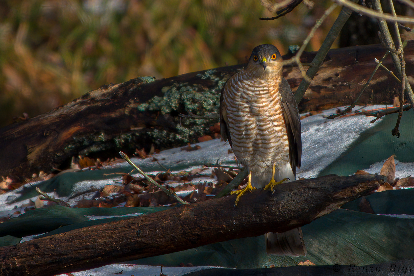 Sparrowhawk