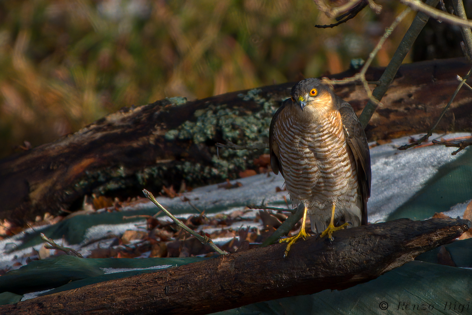 Sparrowhawk